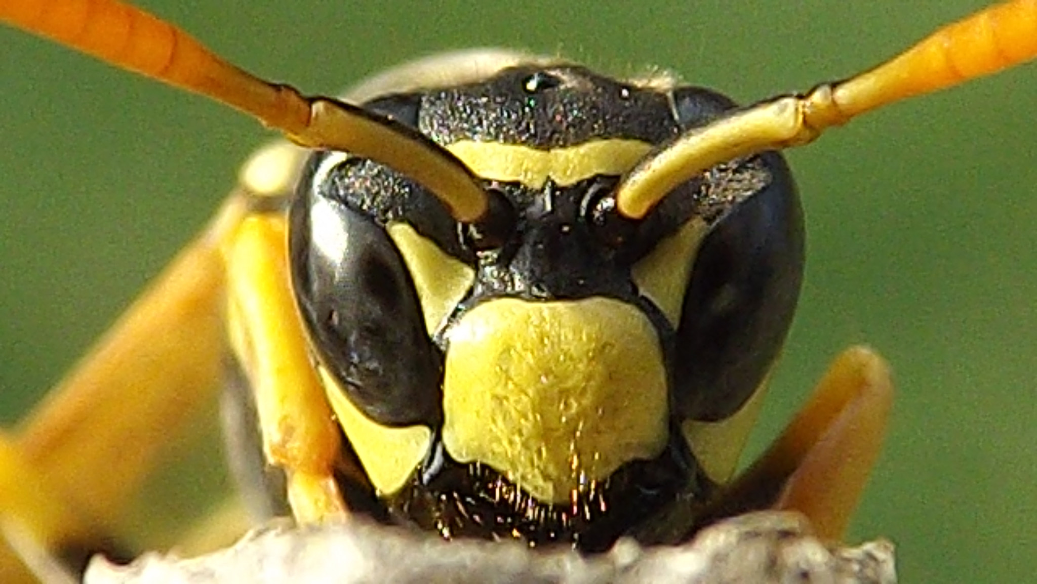 Fujifilm FinePix S4200 sample photo. Vespula germanica photography