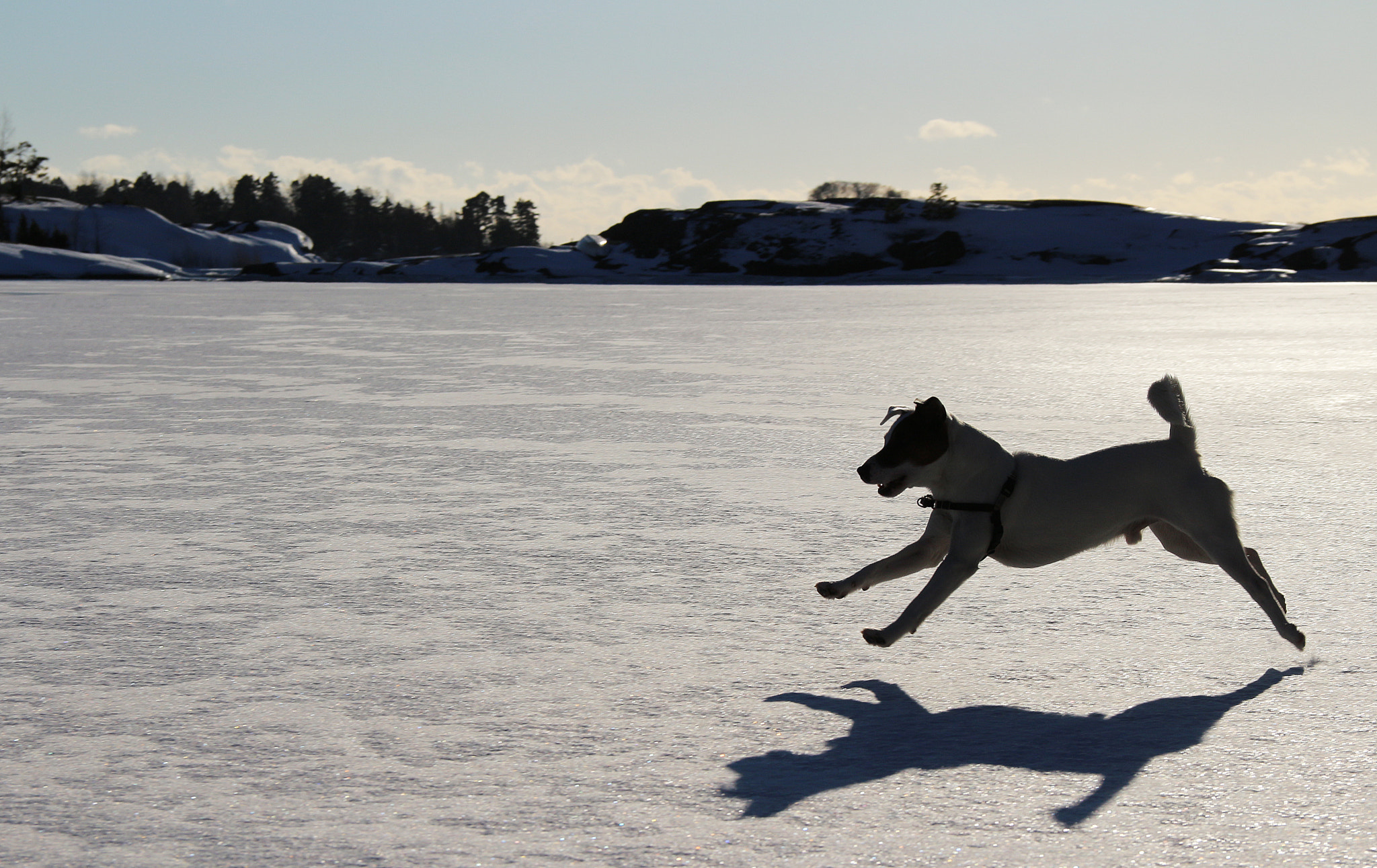 Canon EOS 100D (EOS Rebel SL1 / EOS Kiss X7) + Canon EF-S 18-135mm F3.5-5.6 IS sample photo. Dog running on ice photography