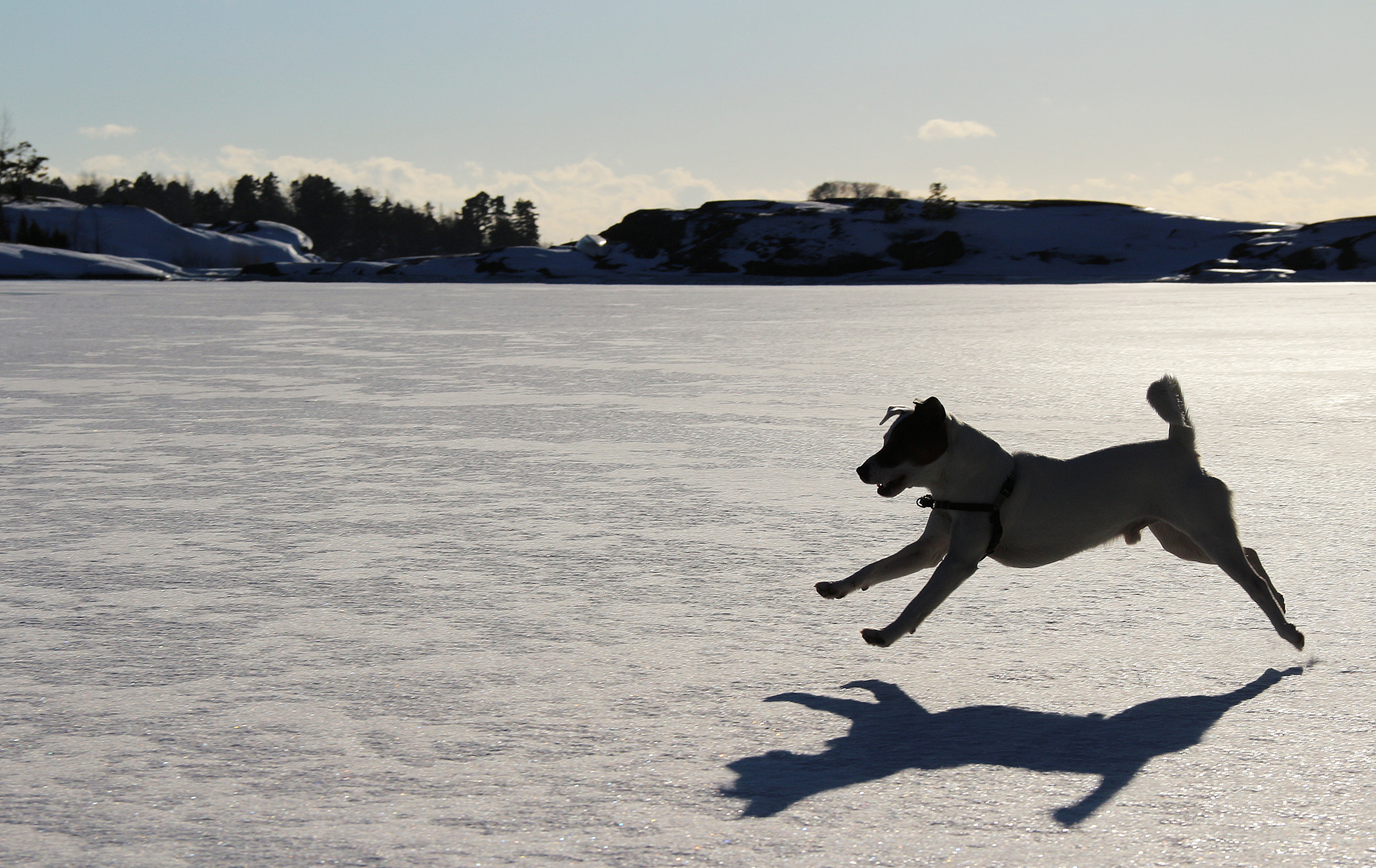 Canon EOS 100D (EOS Rebel SL1 / EOS Kiss X7) sample photo. Dog running on ice photography