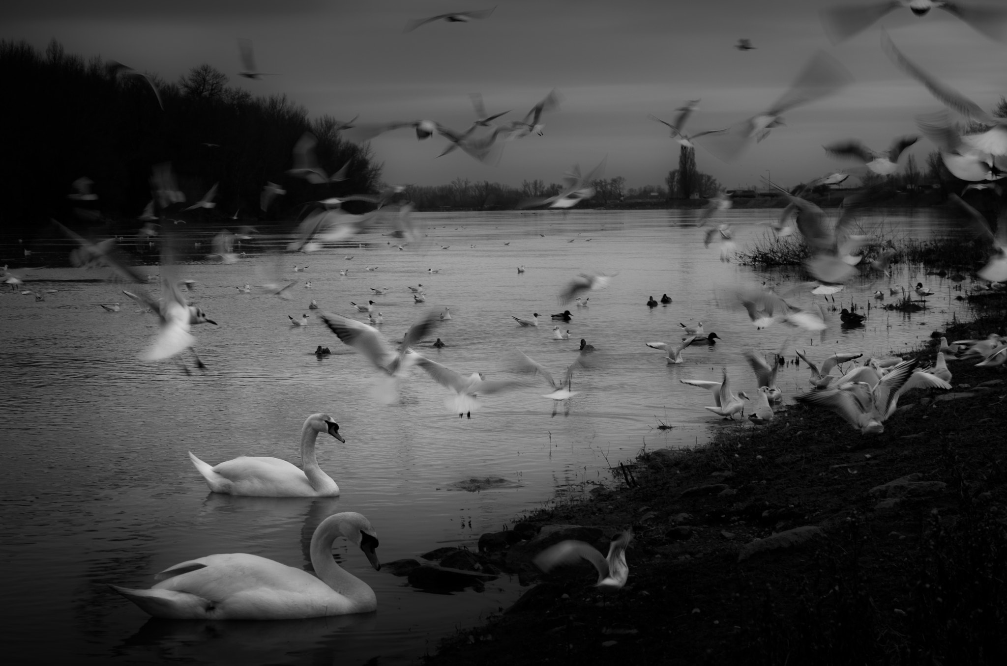 Pentax K-5 sample photo. -birds- photography