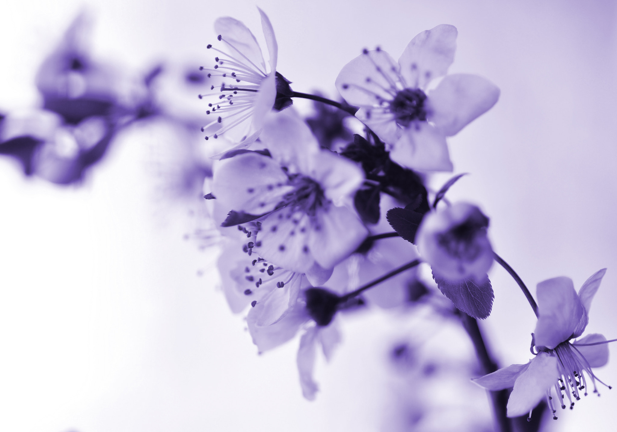 Nikon D5000 sample photo. Color photography