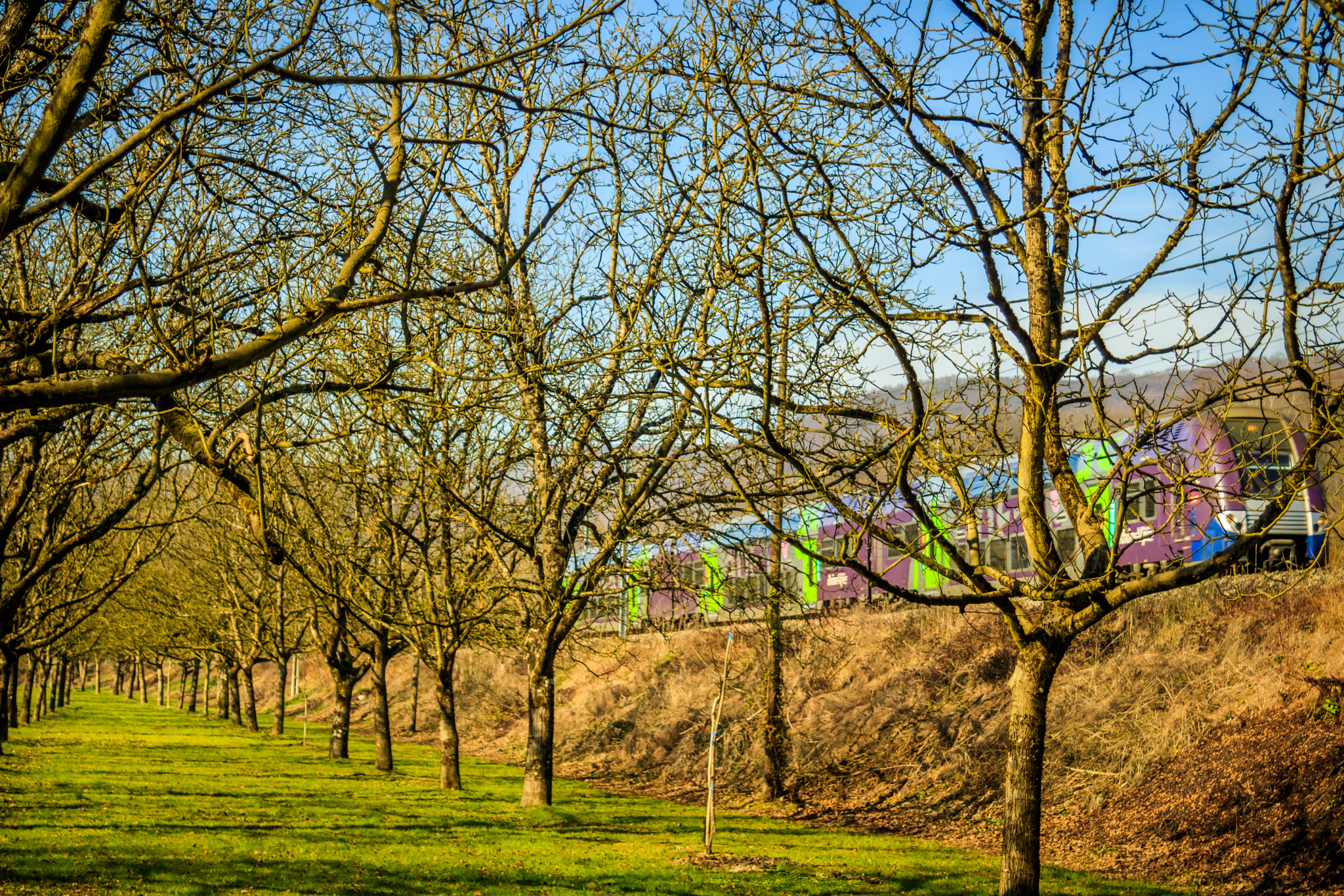 Canon EF 24-85mm F3.5-4.5 USM sample photo. Train near l'albenc (walnut orchard - france) photography