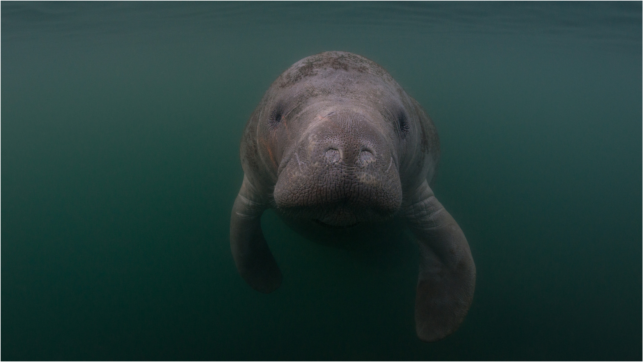 Nikon D800E sample photo. Manatee photography