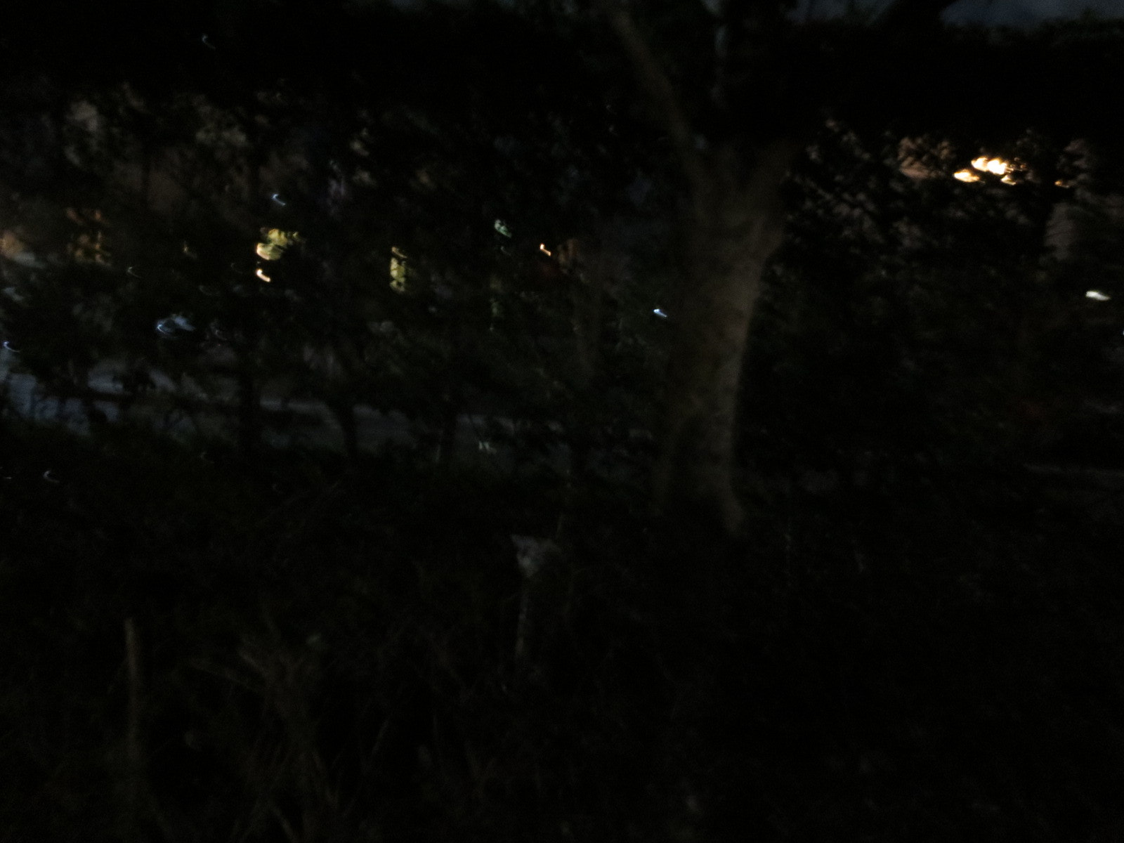 Canon IXY 220F sample photo. Img photography
