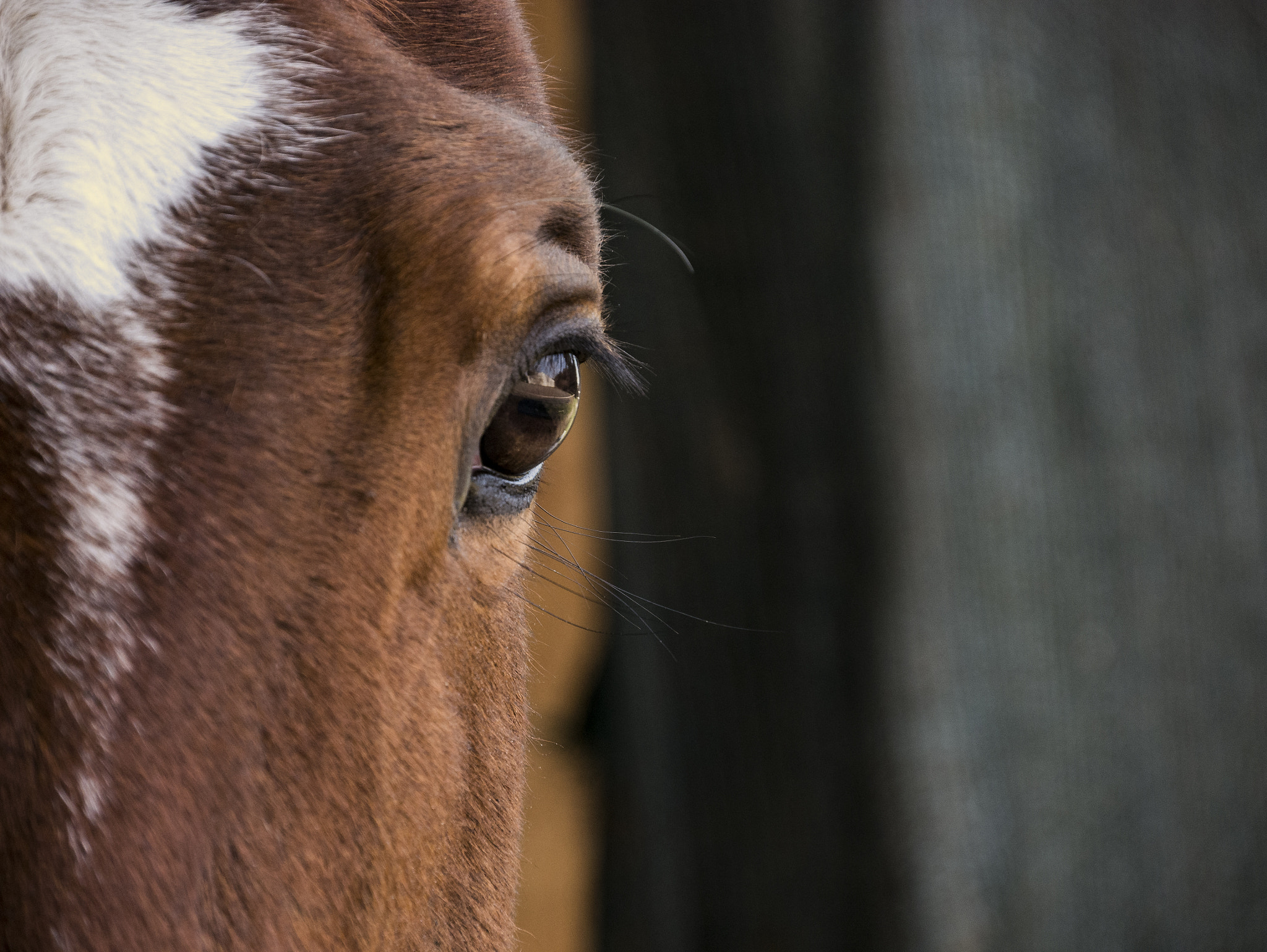 Panasonic Lumix DMC-G7 sample photo. Cavallo photography