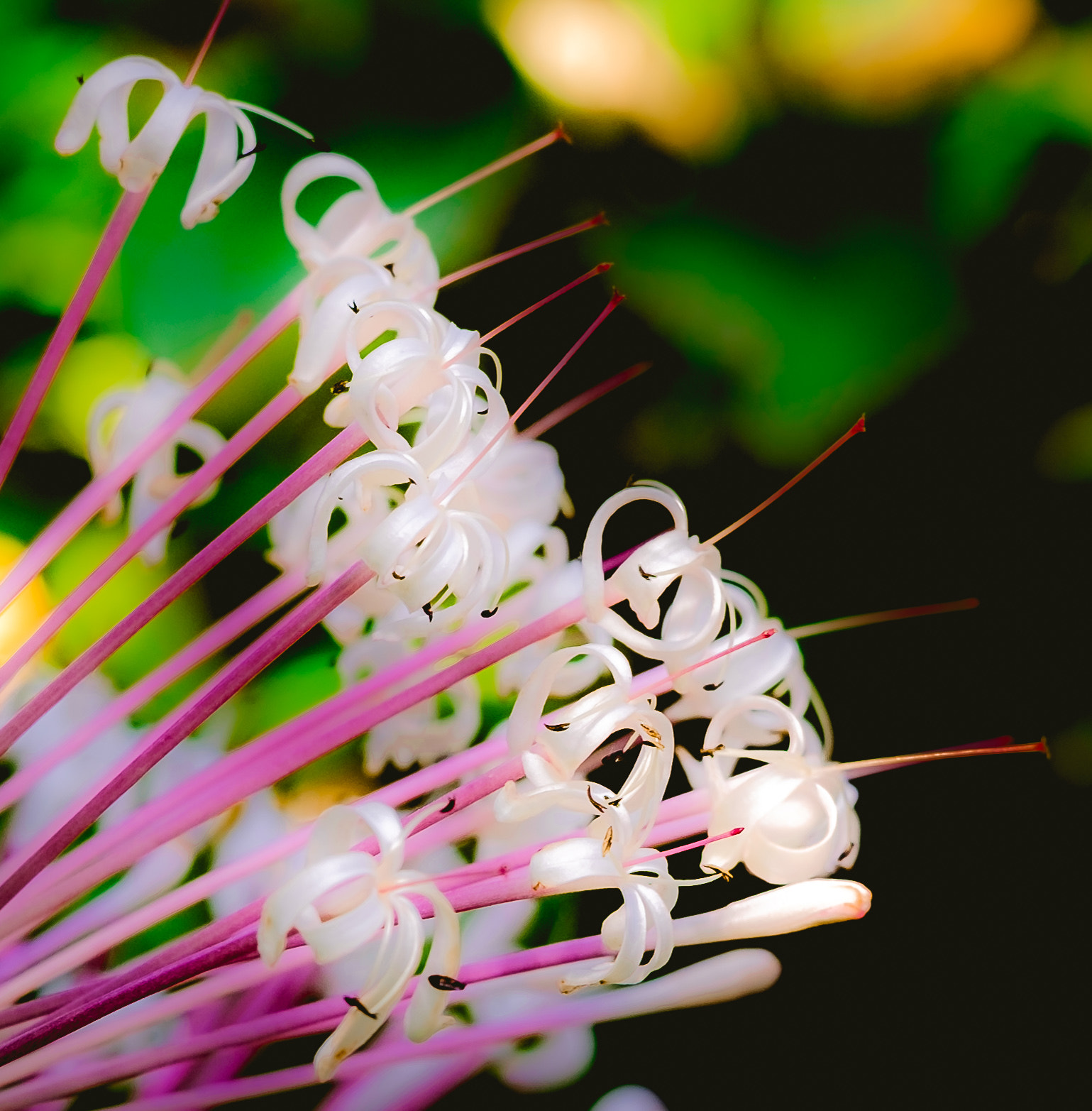 Fujifilm X-T10 + Fujifilm XC 50-230mm F4.5-6.7 OIS II sample photo. Soft focus flowers photography