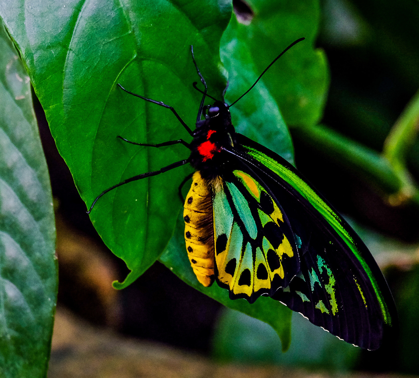 Fujifilm X-T10 + Fujifilm XC 50-230mm F4.5-6.7 OIS II sample photo. Neon butterfly photography