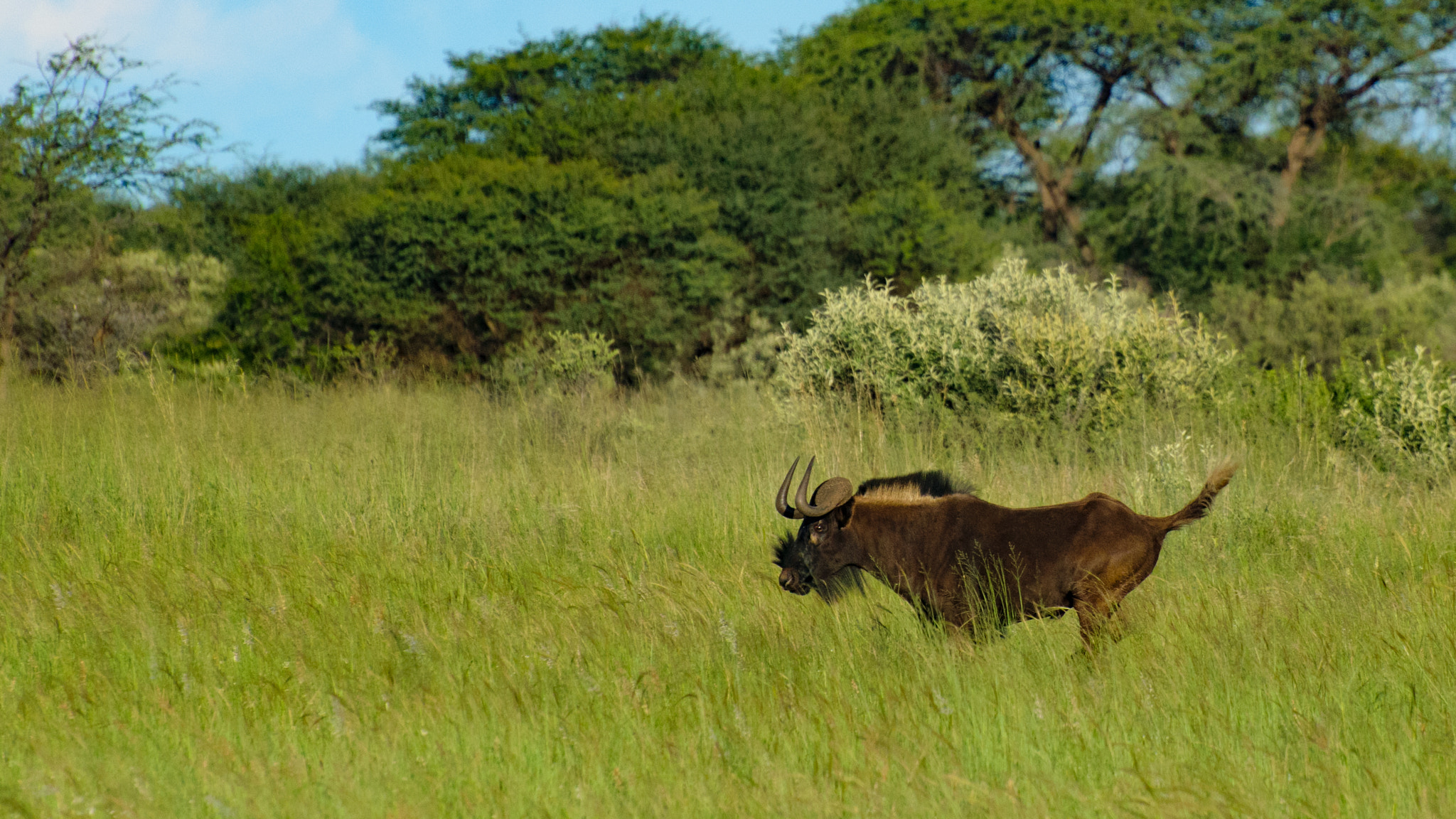 Nikon D5300 sample photo. Black wildebeest running photography