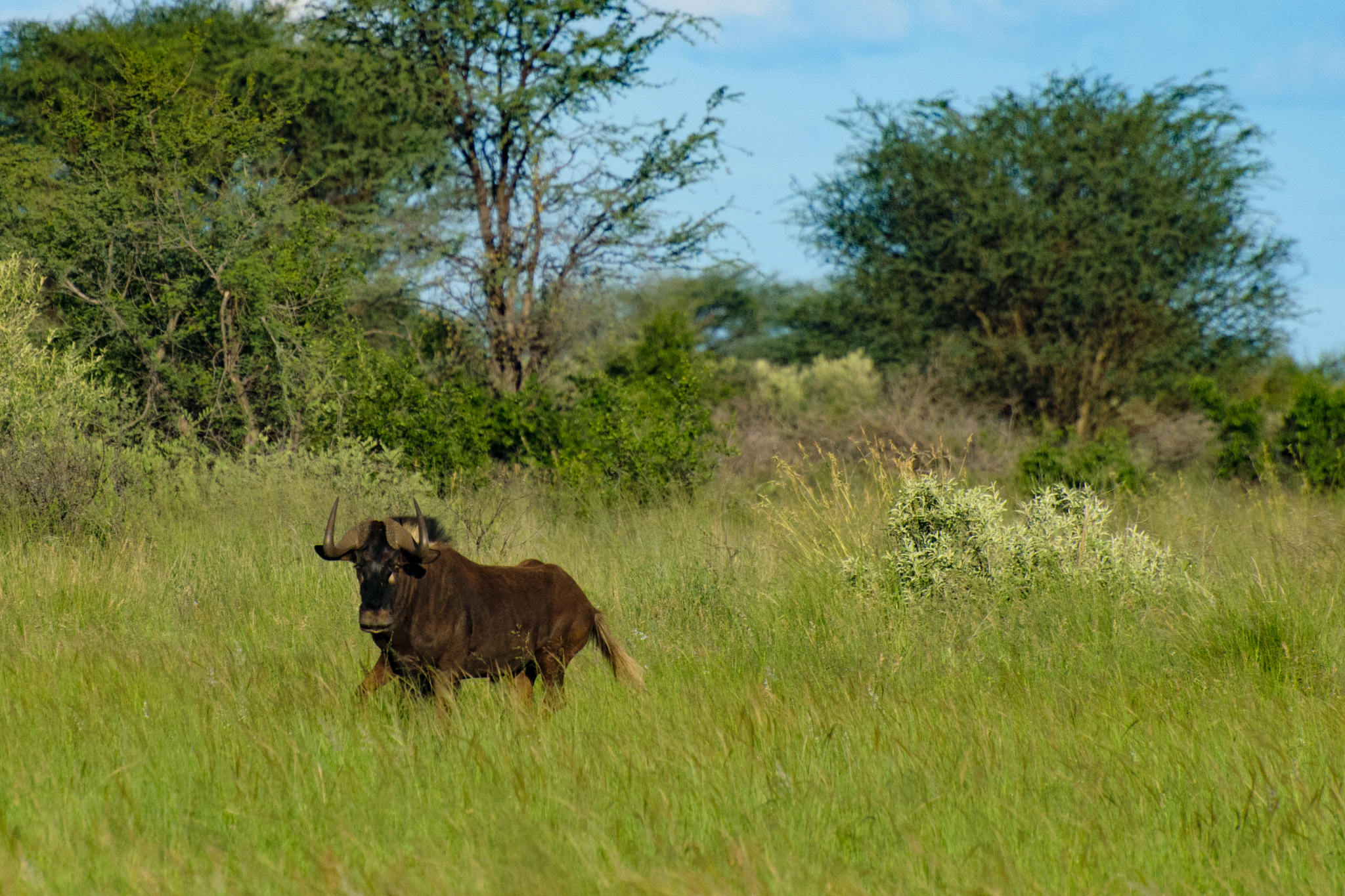 Nikon D5300 sample photo. Black wildebeest stopping photography