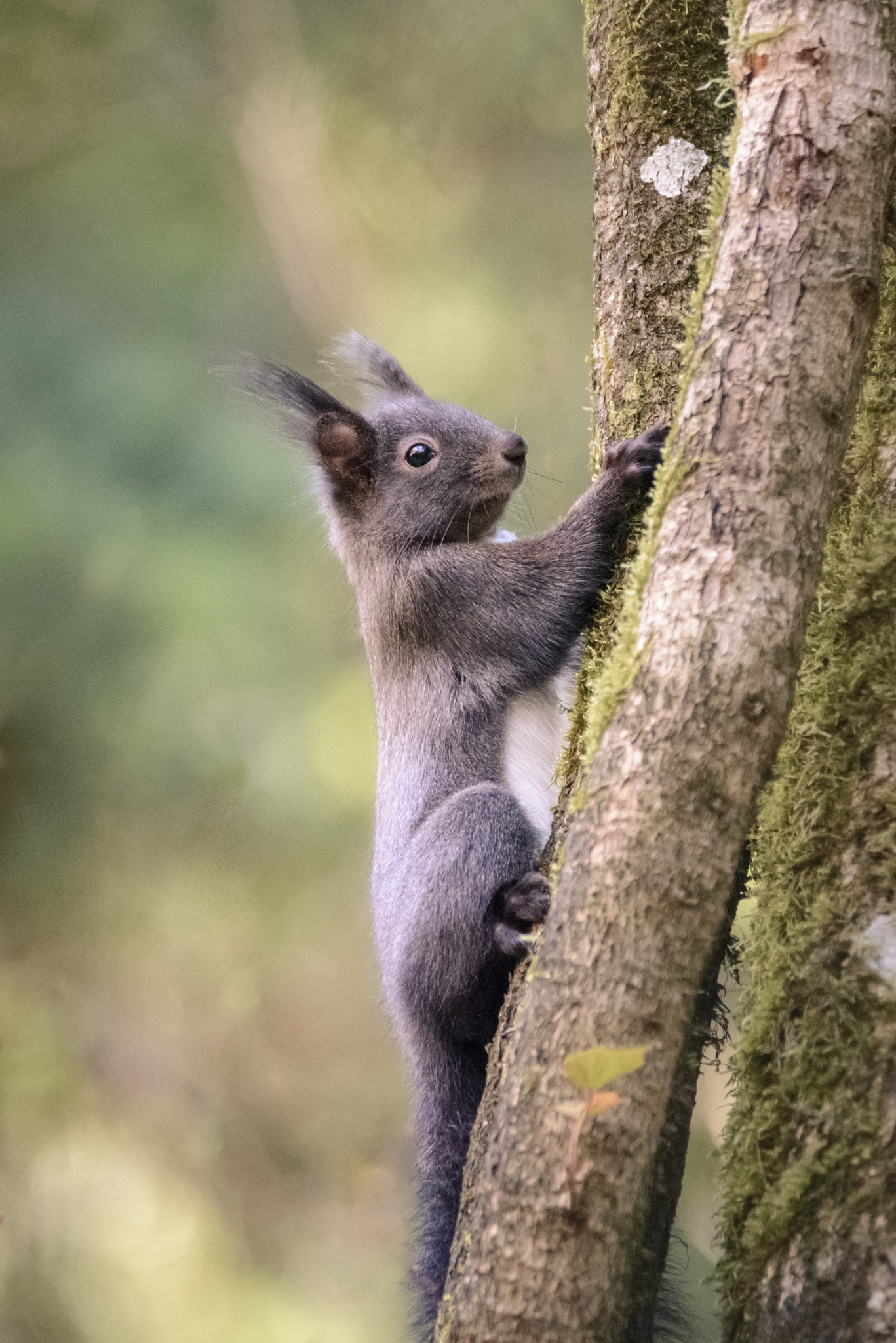 Nikon D600 sample photo. Nice squirrel photography