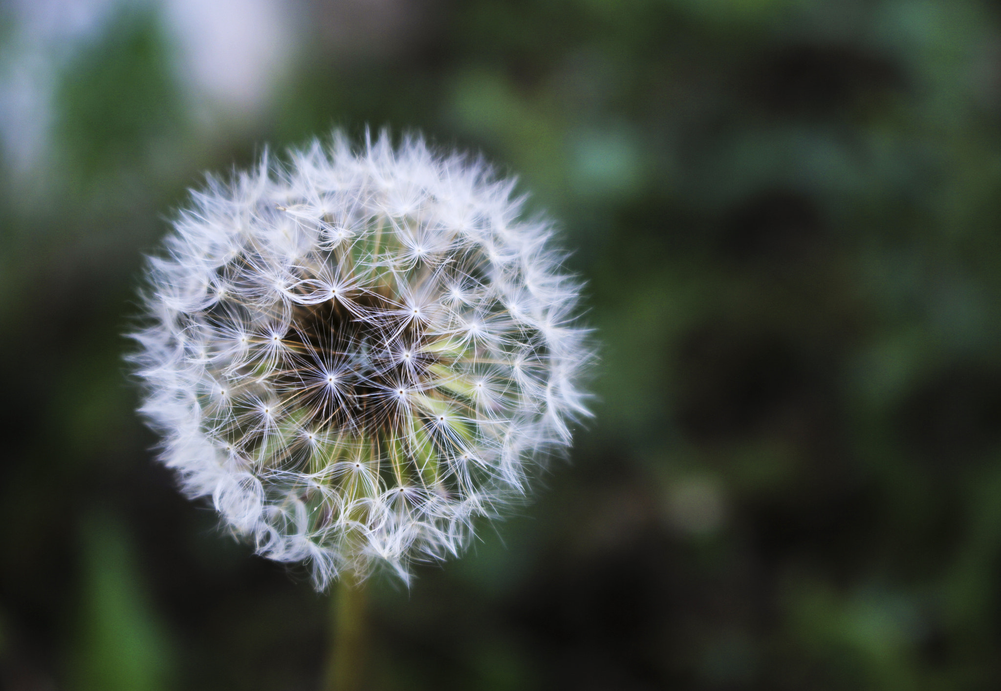 Canon EOS 60D sample photo. Img photography