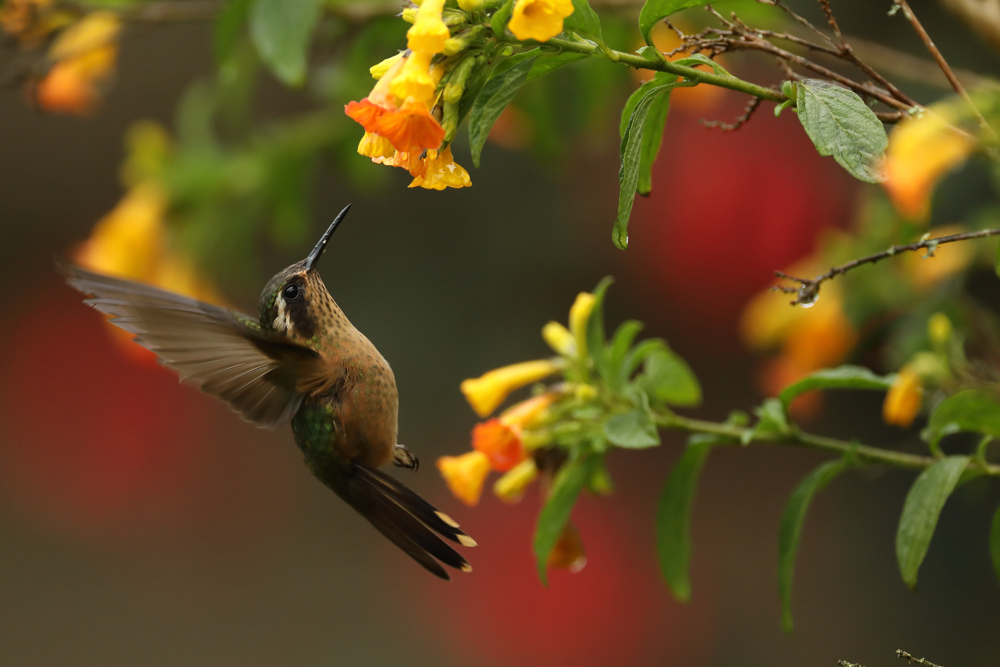 Canon EF 500mm F4L IS USM sample photo. Adelomyia melanogenys - speckled hummingbird – col photography