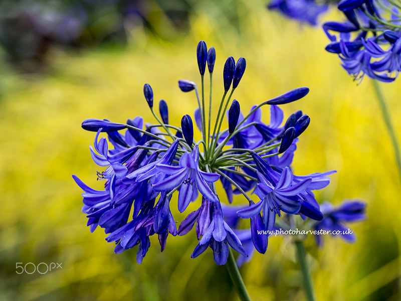 Olympus OM-D E-M10 sample photo. Agapanthus in a pale green bokeh photography