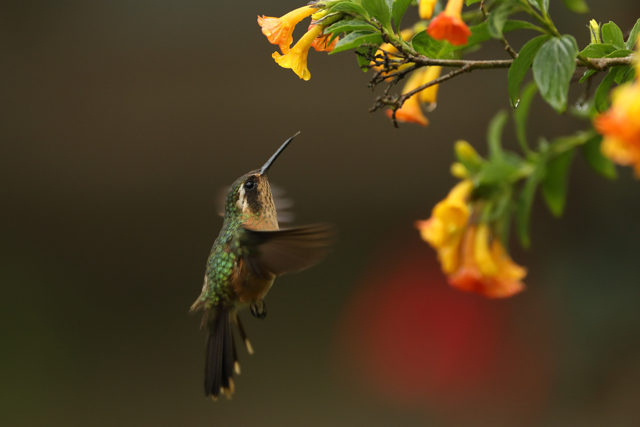 Canon EF 500mm F4L IS USM sample photo. Adelomyia melanogenys - speckled hummingbird – col photography