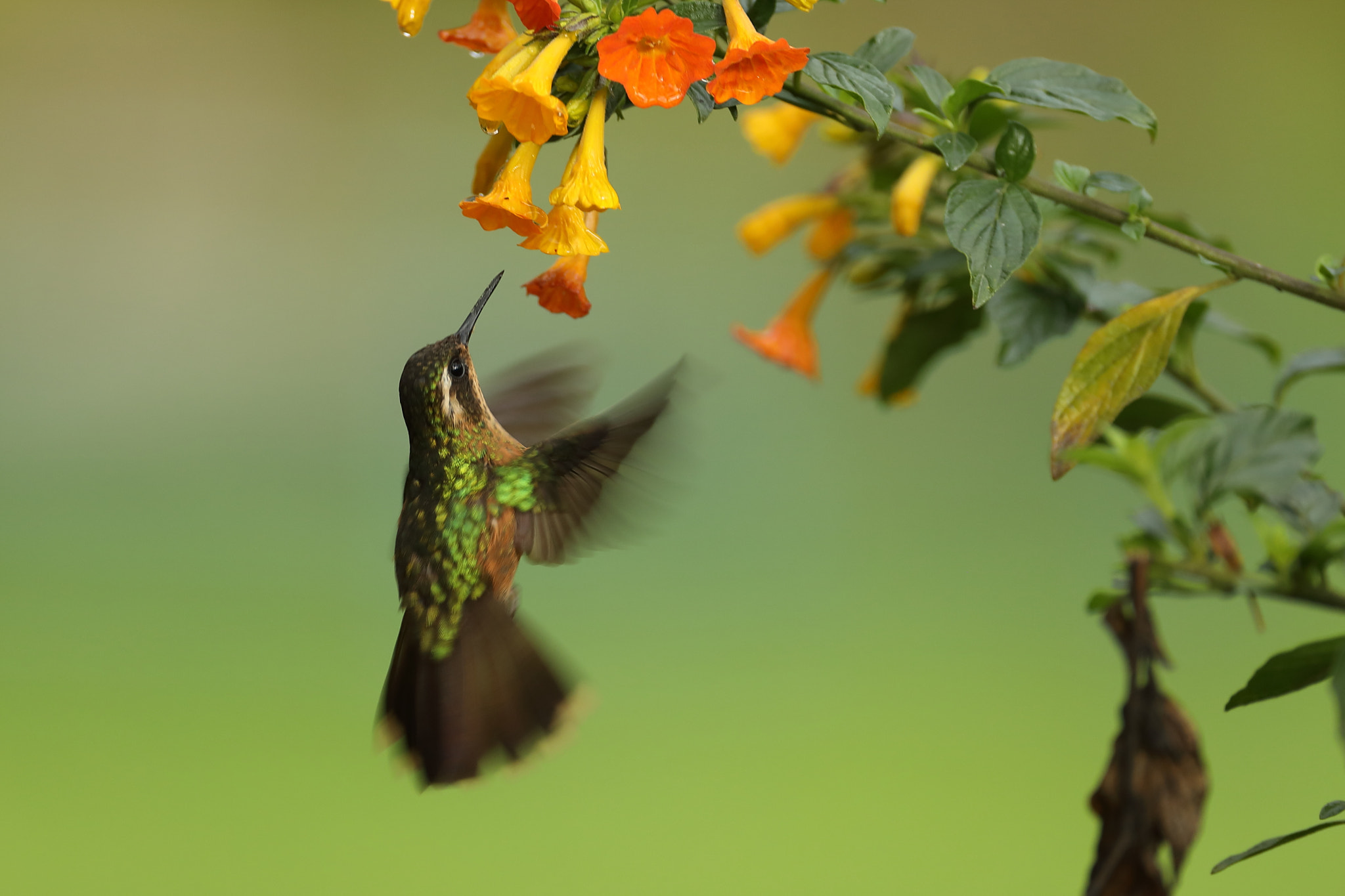 Canon EF 500mm F4L IS USM sample photo. Adelomyia melanogenys - speckled hummingbird – col photography