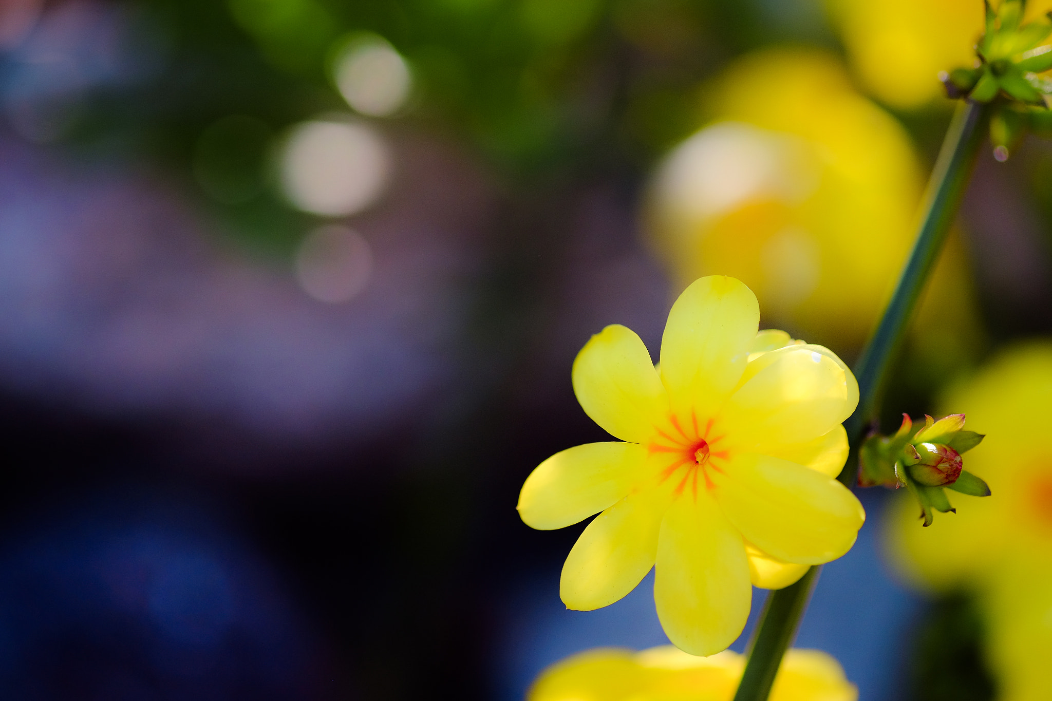 Fujifilm X-E2 + Fujifilm XF 60mm F2.4 R Macro sample photo. Complement across photography