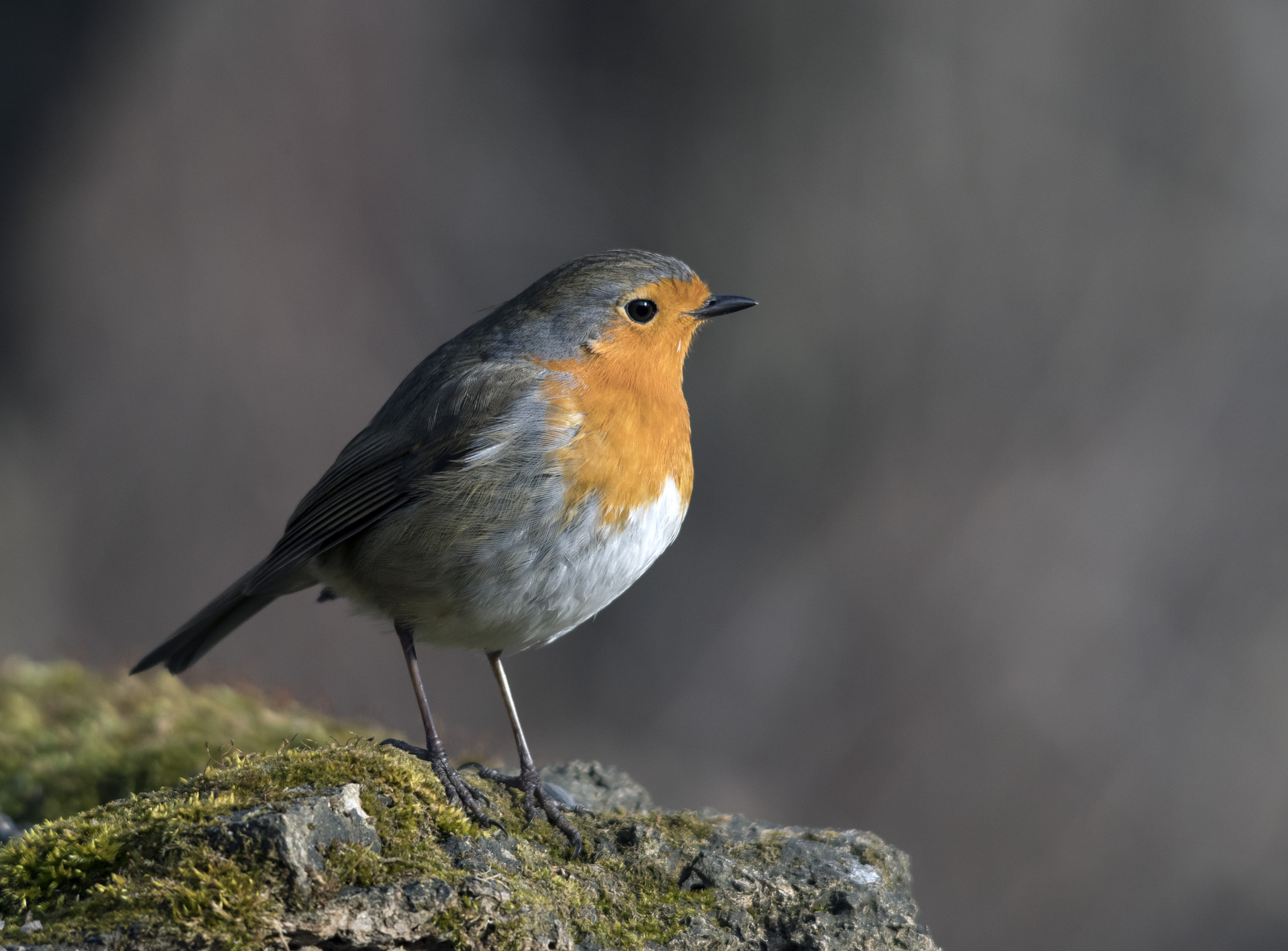 Pentax K-1 + Sigma 70-200mm F2.8 EX DG Macro HSM II sample photo. Robin portrait photography