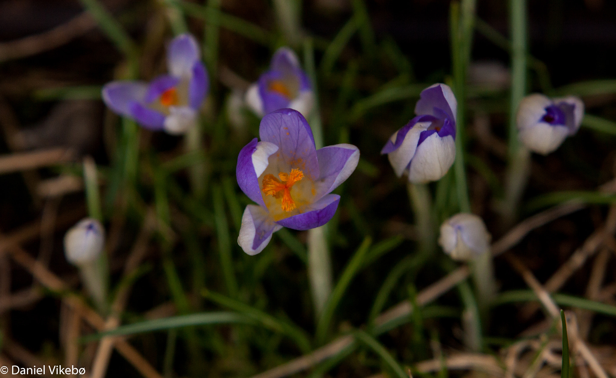 Canon EOS 50D sample photo. Spring flowers photography
