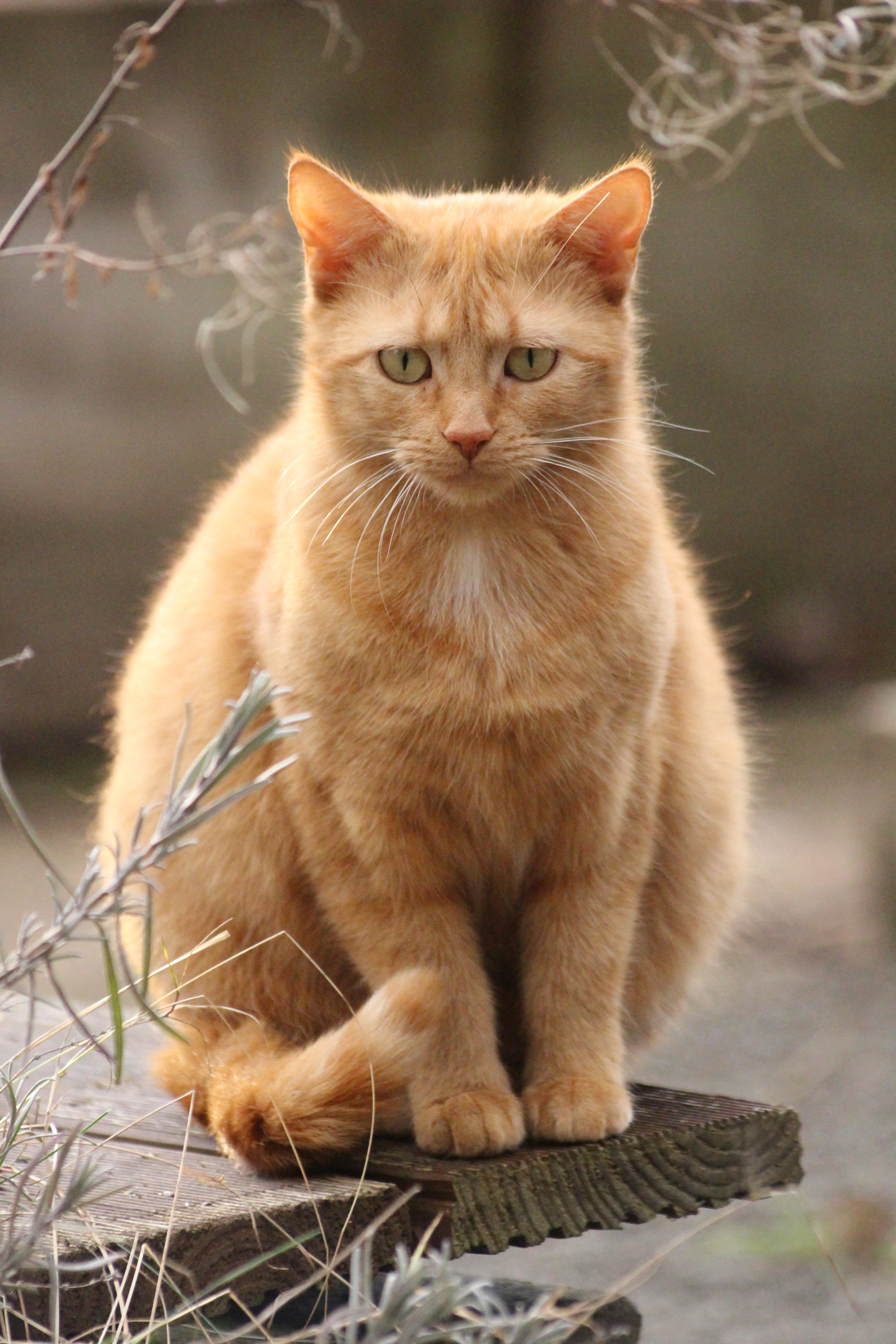 Sigma 70-300mm F4-5.6 APO DG Macro sample photo. Img photography