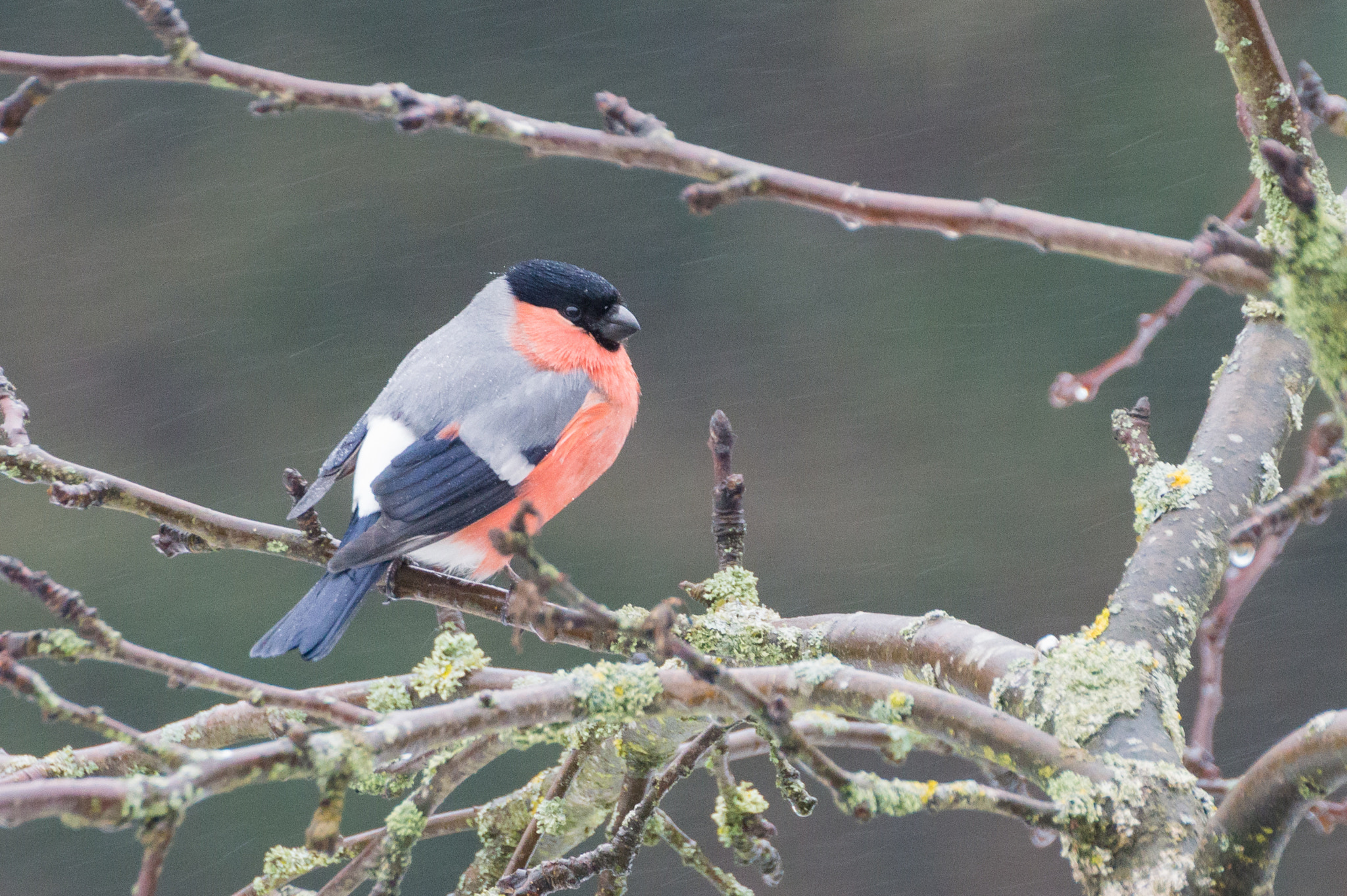 Nikon D3200 sample photo. Bullfinch in the rain photography