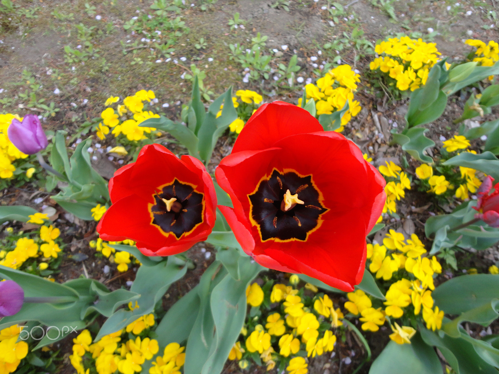 Sony Cyber-shot DSC-W570 sample photo. Queen of the park photography