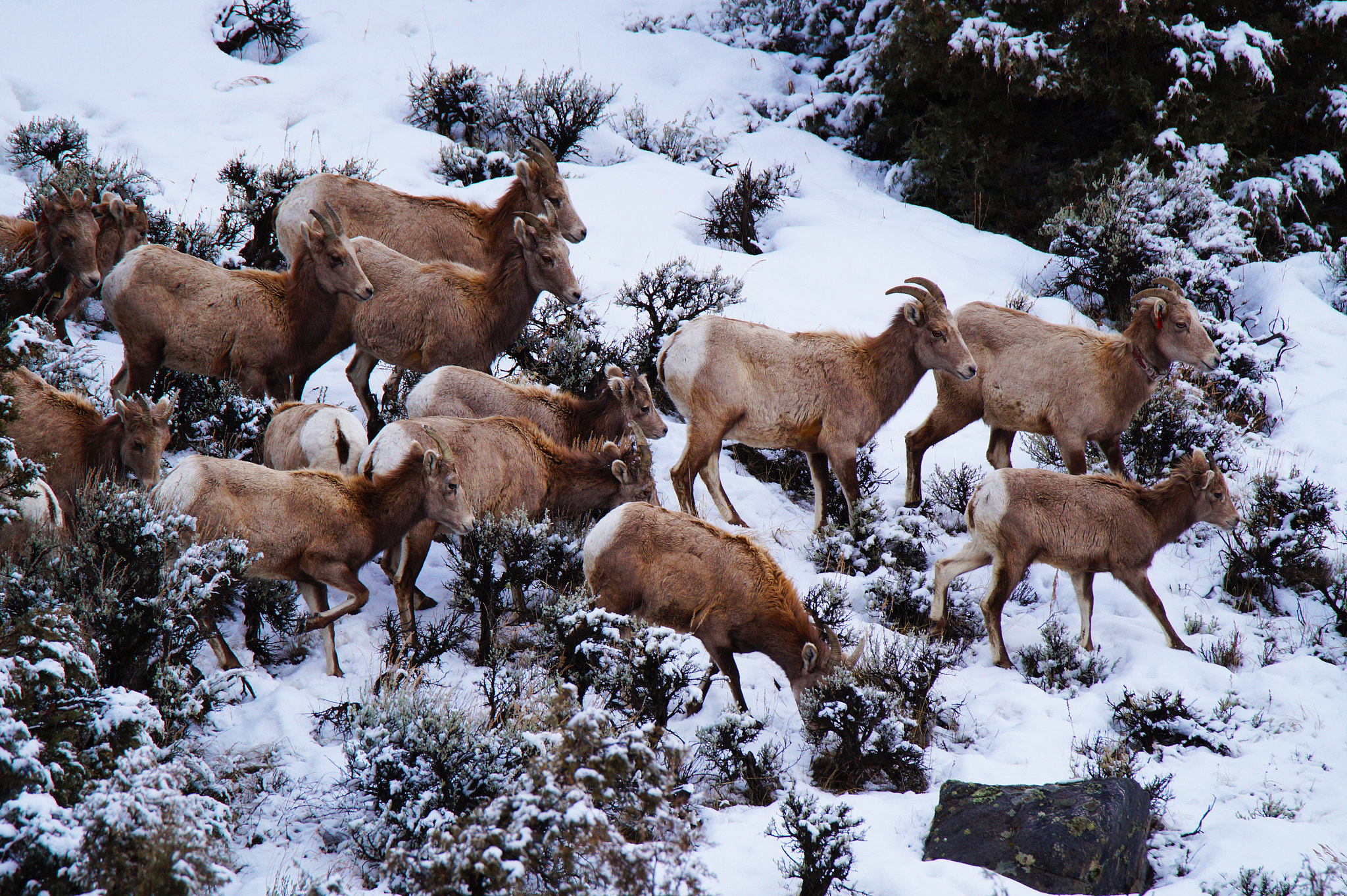 Sony SLT-A58 sample photo. Bighorn sheep herd photography