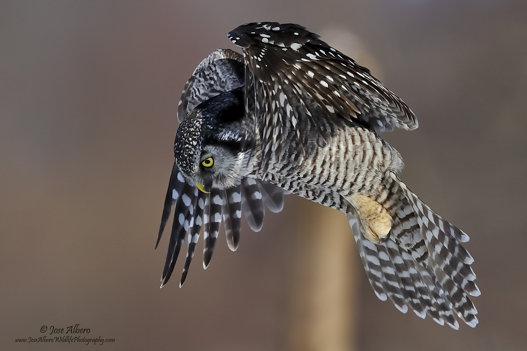 Nikon D3S sample photo. Northern hawk owl photography