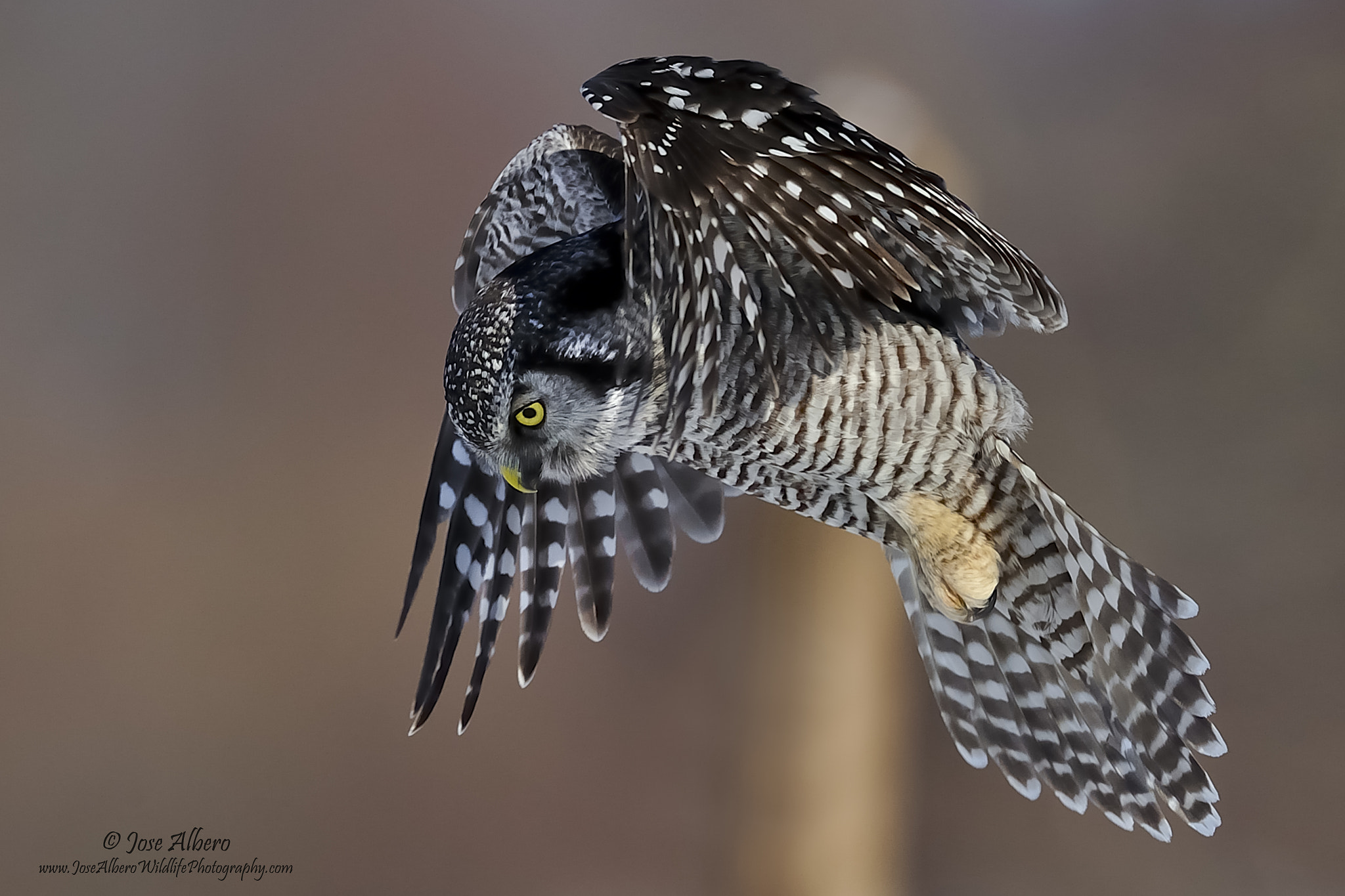 Nikon AF-S Nikkor 500mm F4D ED-IF II sample photo. Northern hawk owl photography