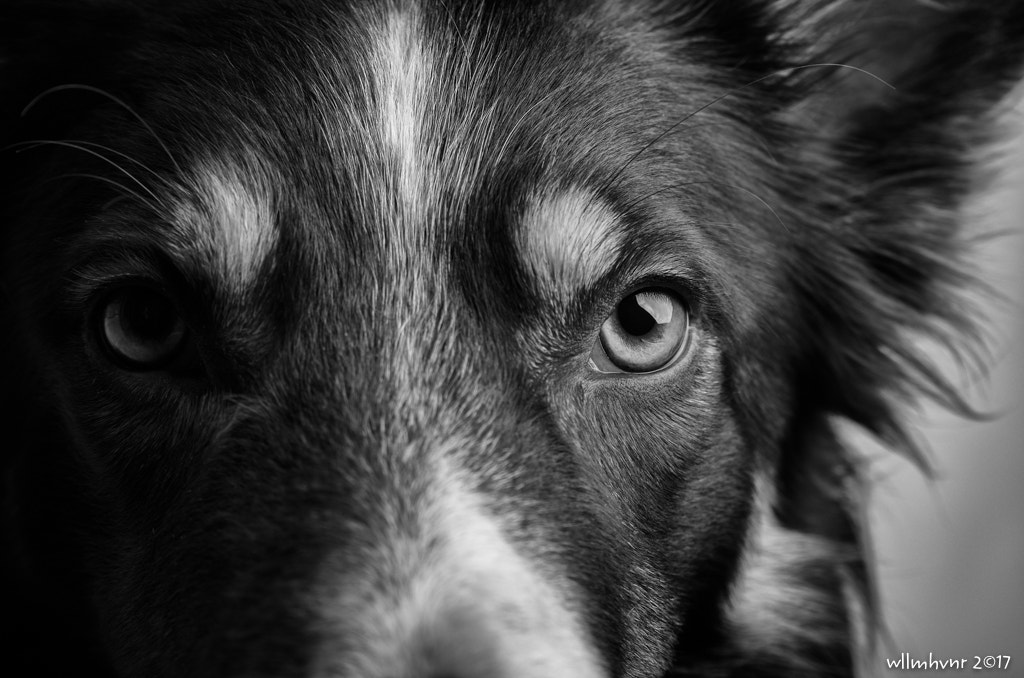 Pentax K-5 II sample photo. The eye photography