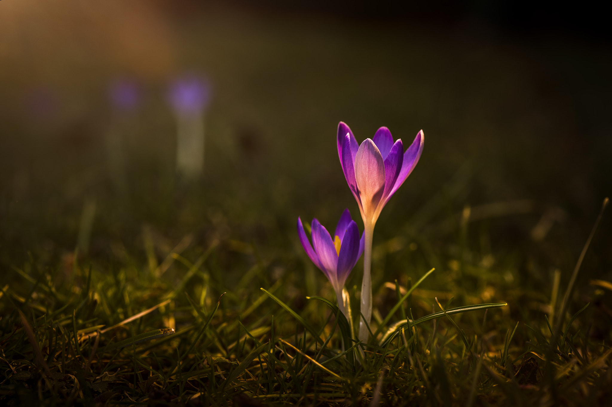 Nikon D4S sample photo. Crocus photography