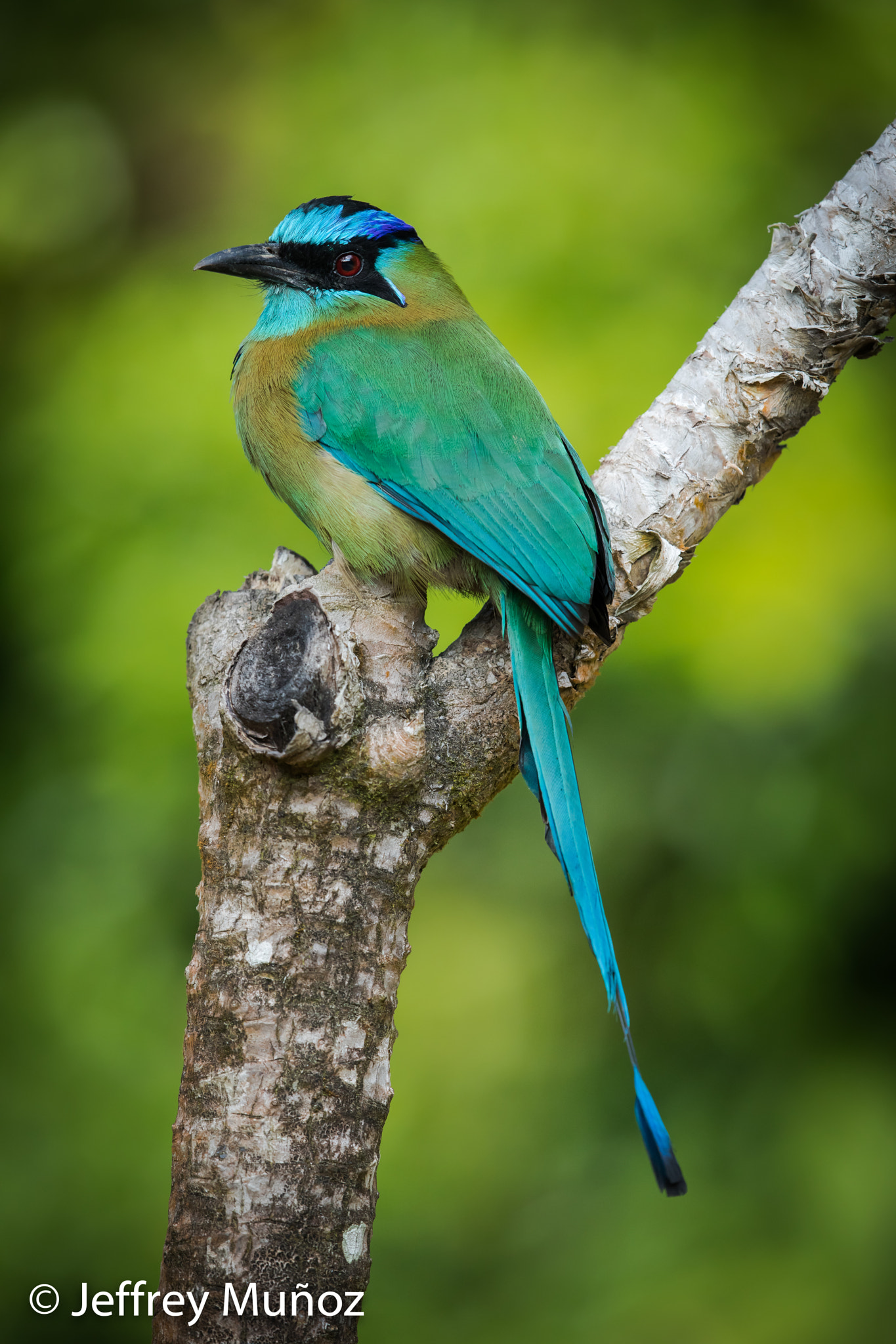 Canon EF 500mm F4L IS II USM sample photo. Lesson's motmot photography
