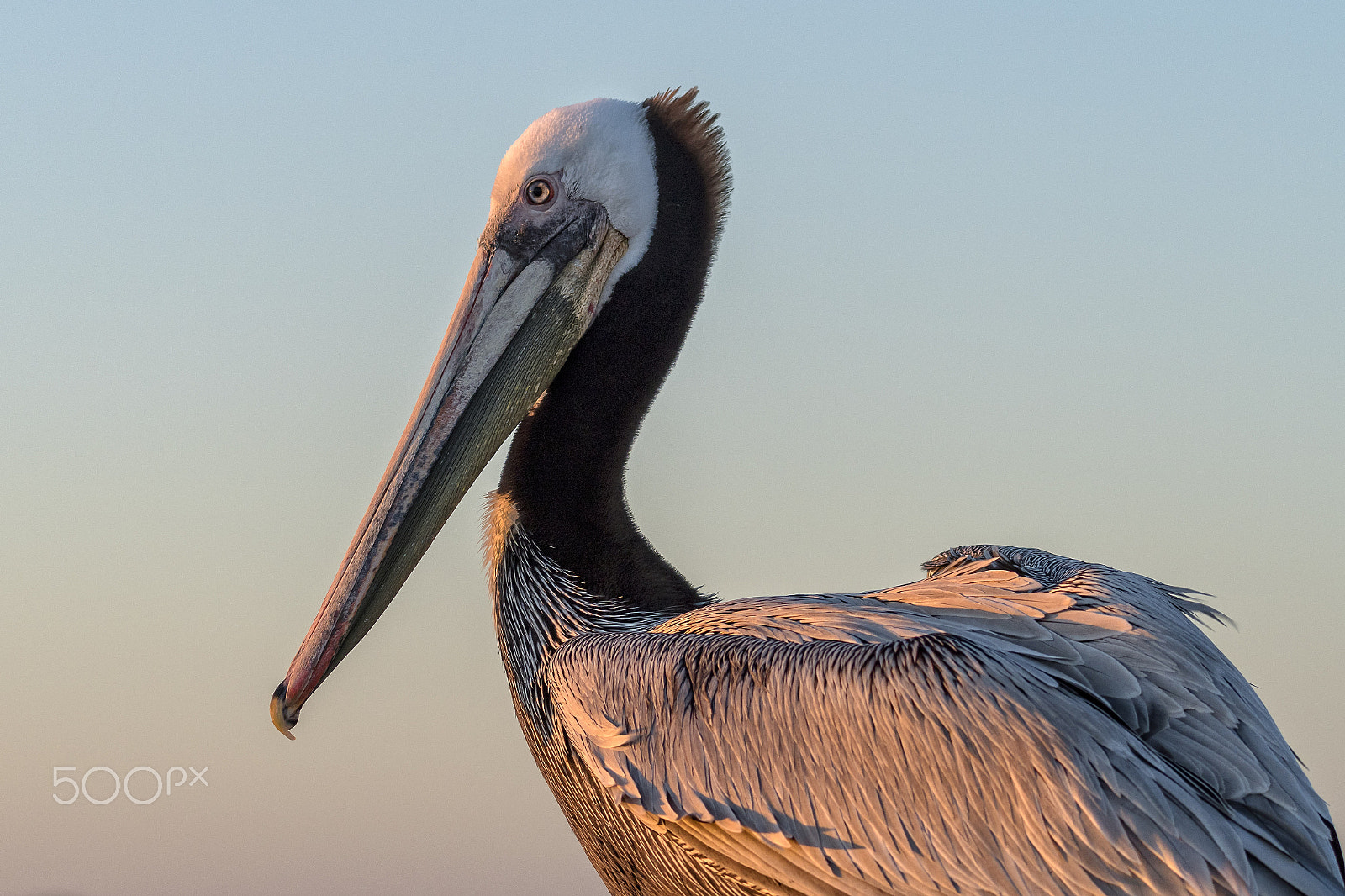 Nikon D500 sample photo. Pelican on the pier at sunset in oceanside photography
