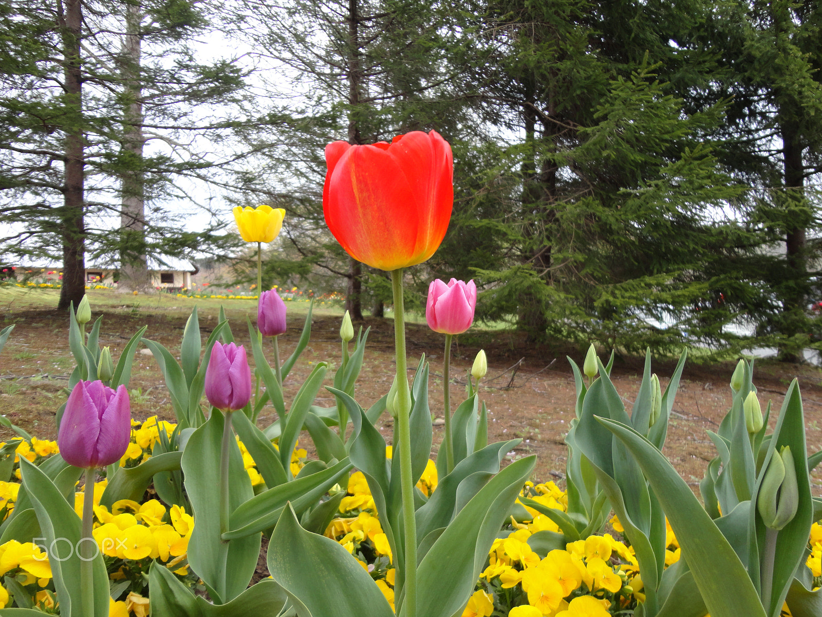 Sony Cyber-shot DSC-W570 sample photo. Queen of the park photography