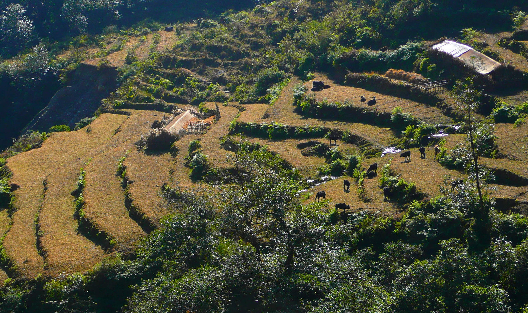 Panasonic DMC-TZ3 sample photo. Stairway to nepalese heaven photography