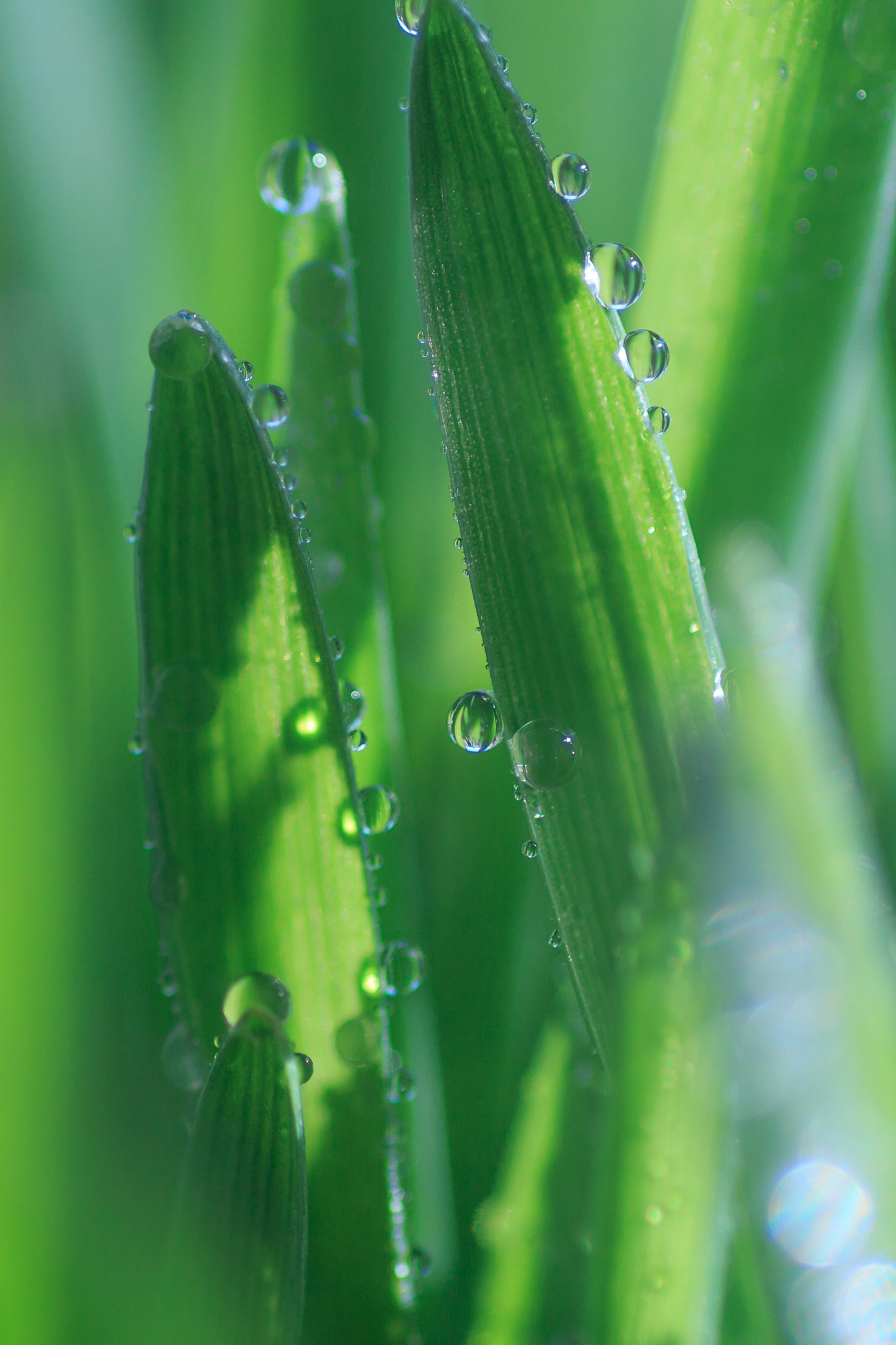Canon EOS 700D (EOS Rebel T5i / EOS Kiss X7i) + Tamron SP AF 90mm F2.8 Di Macro sample photo. Browse and droplets photography