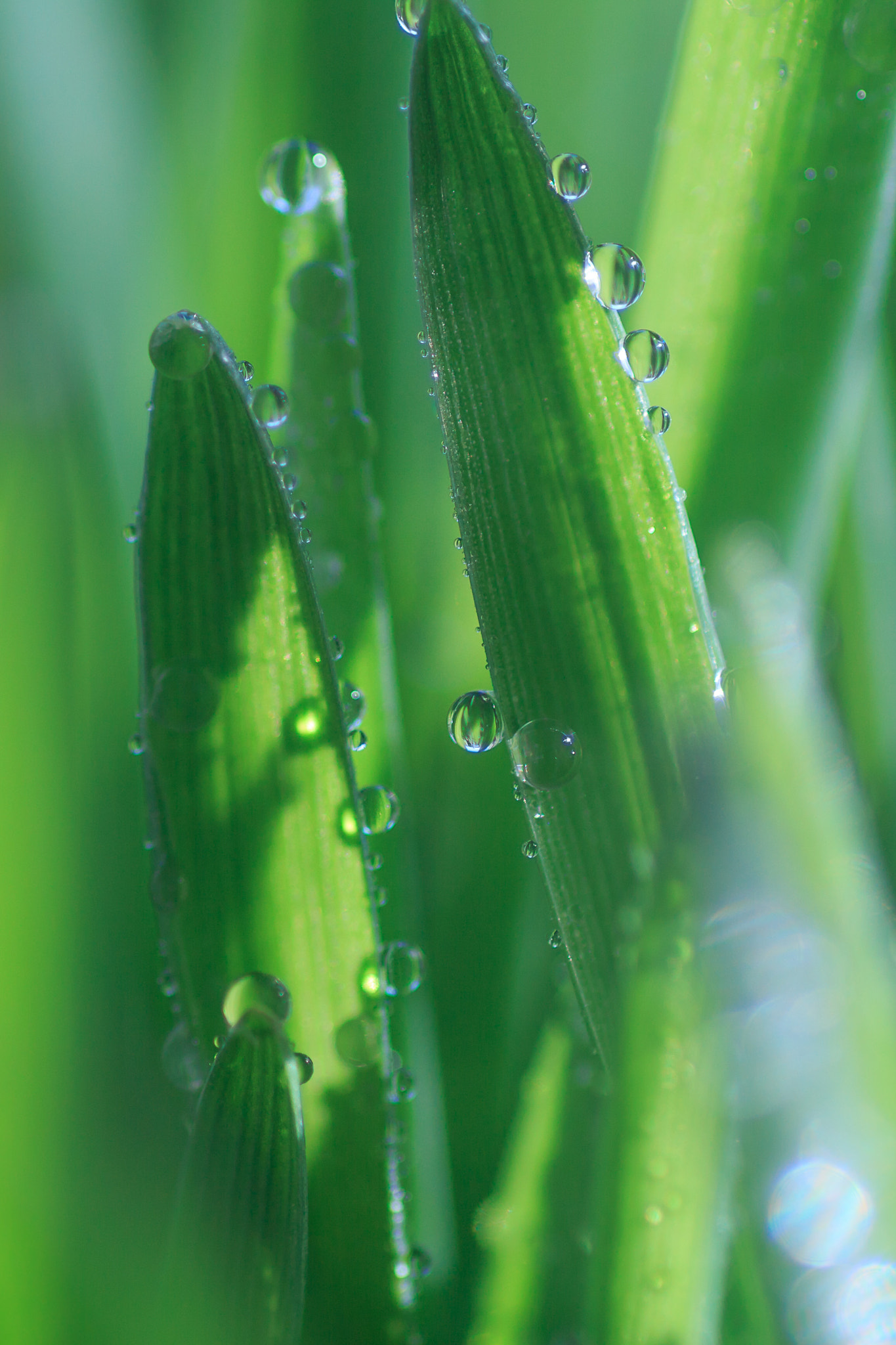 Canon EOS 700D (EOS Rebel T5i / EOS Kiss X7i) + Tamron SP AF 90mm F2.8 Di Macro sample photo. Browse and droplets photography