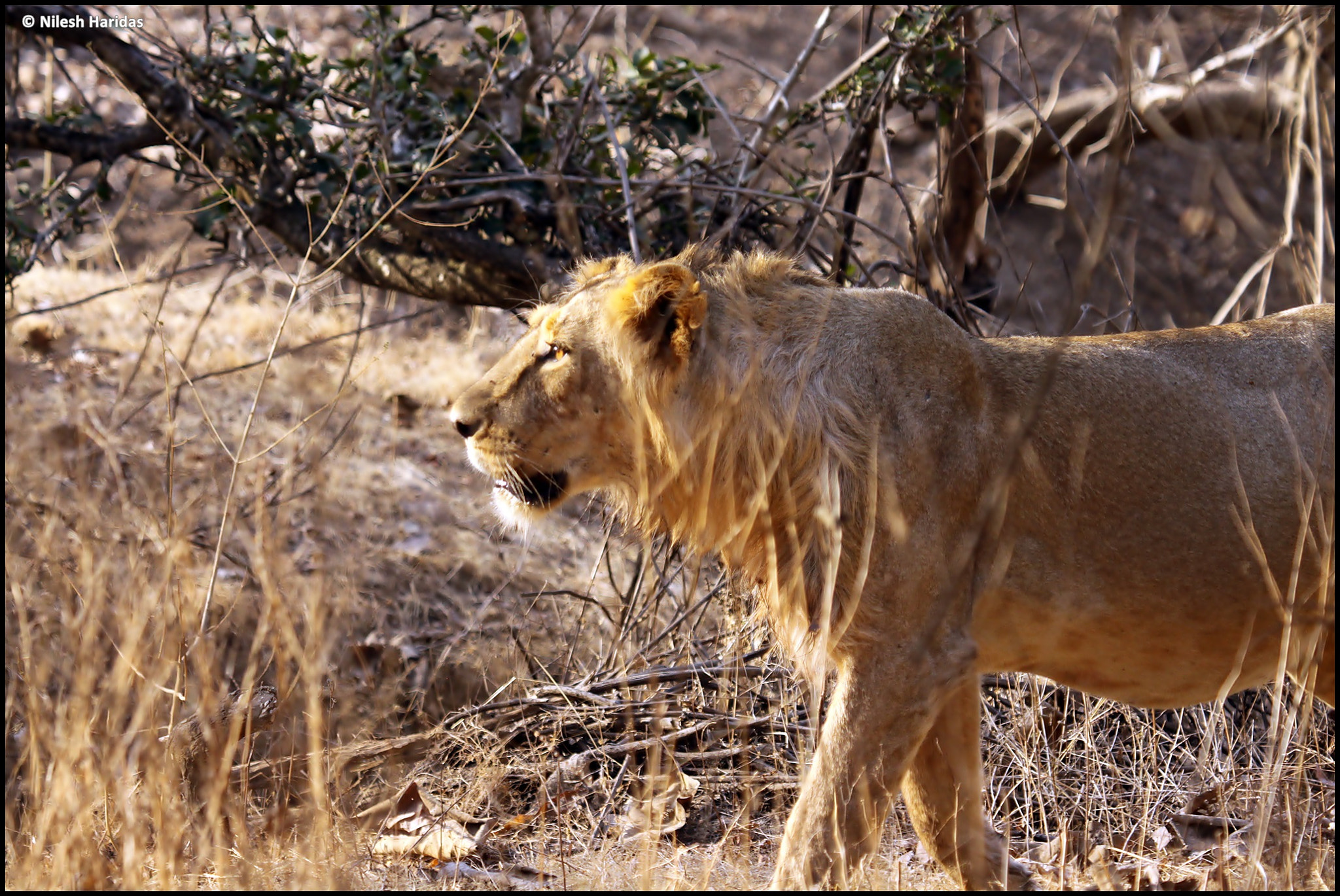 Canon EOS 50D sample photo. The king of the jungle! photography