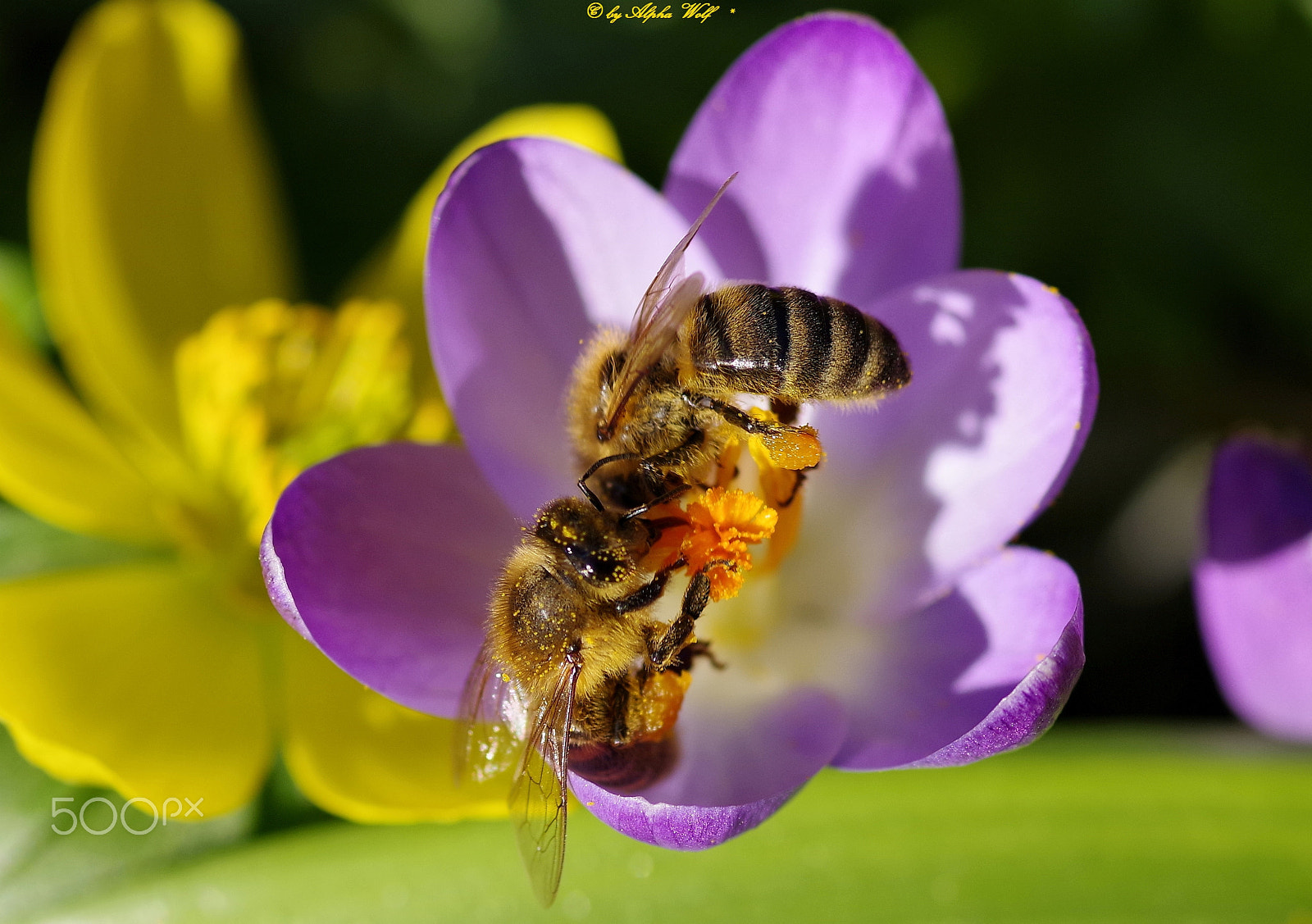 Pentax smc D-FA 100mm F2.8 Macro WR sample photo. Bee photography