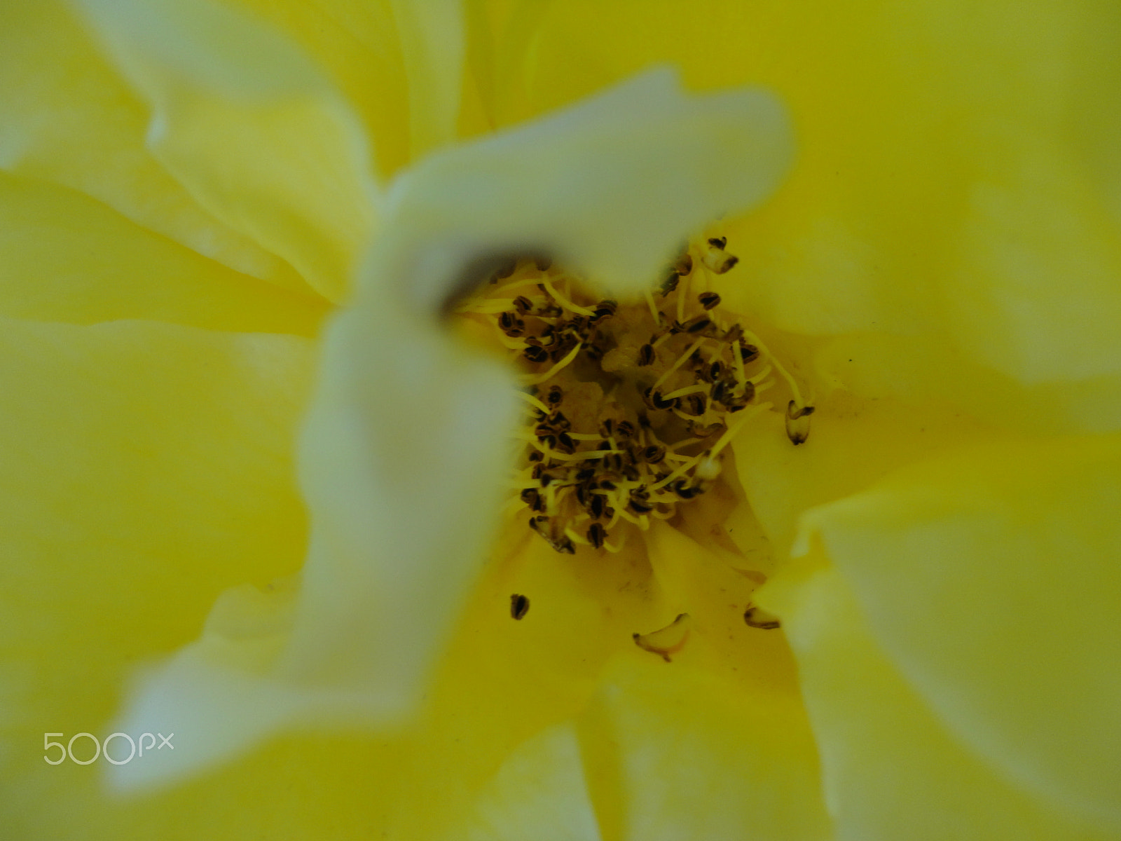 Sony Cyber-shot DSC-W570 sample photo. Queen of the park photography