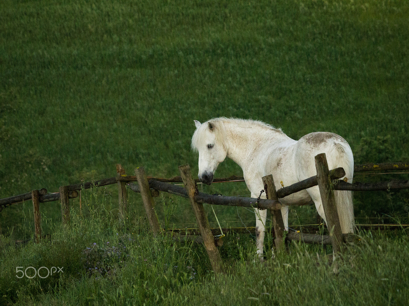Canon EF 70-300mm F4-5.6 IS USM sample photo. Gray & green photography