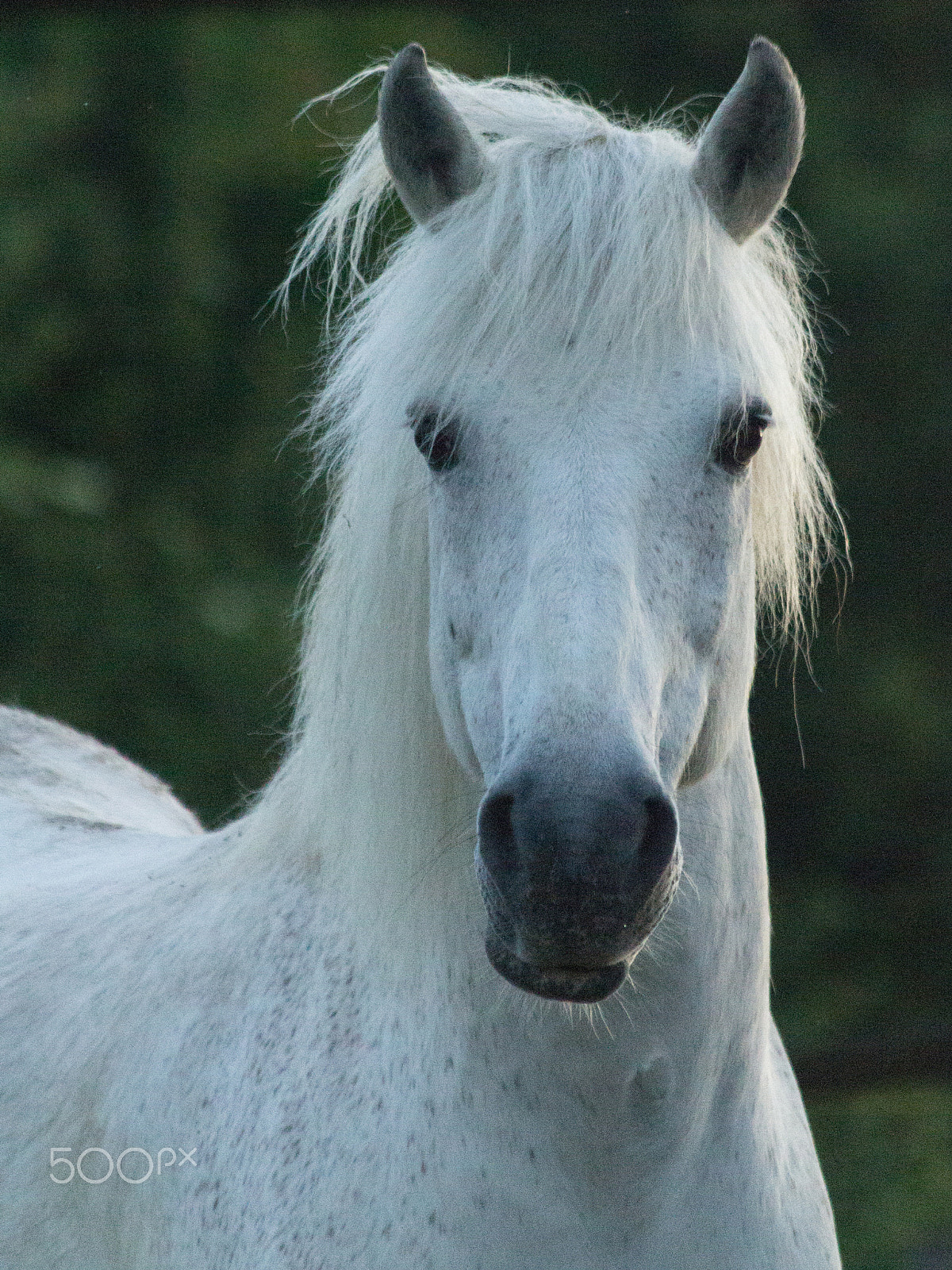 Canon EF 70-300mm F4-5.6 IS USM sample photo. Gray photography