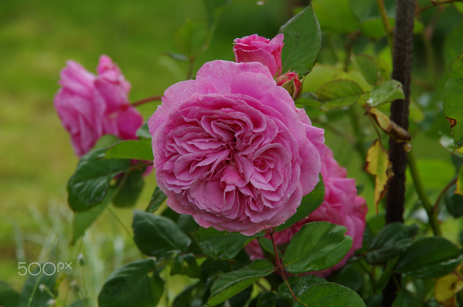 Pentax K-50 sample photo. Beautiful rose photography