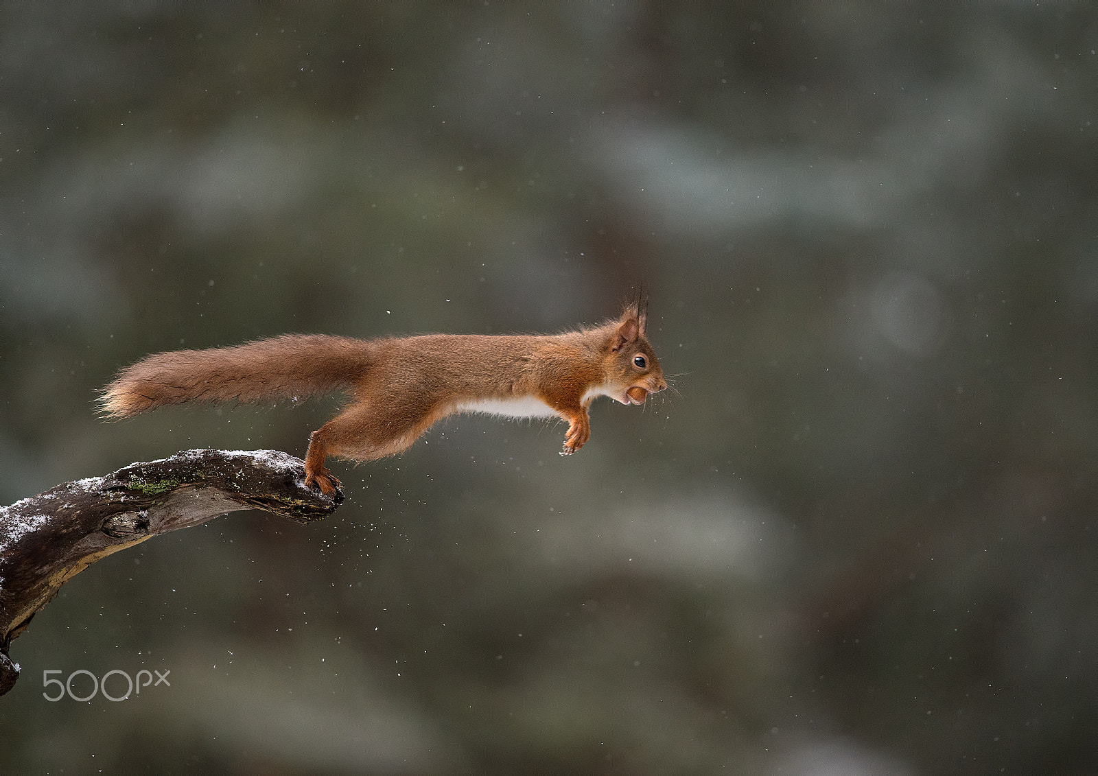 Nikon AF-S Nikkor 300mm F4D ED-IF sample photo. On the edge photography