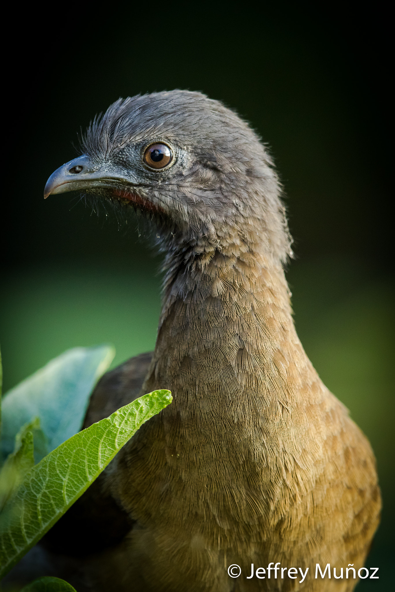 Canon EOS 5D Mark IV + Canon EF 500mm F4L IS II USM sample photo. Gray-headed chachalaca photography