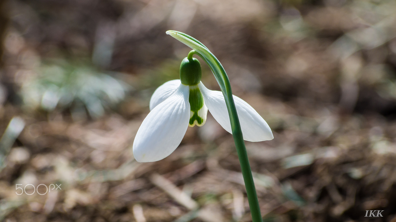 Sony 75-300mm F4.5-5.6 sample photo. Dsc photography