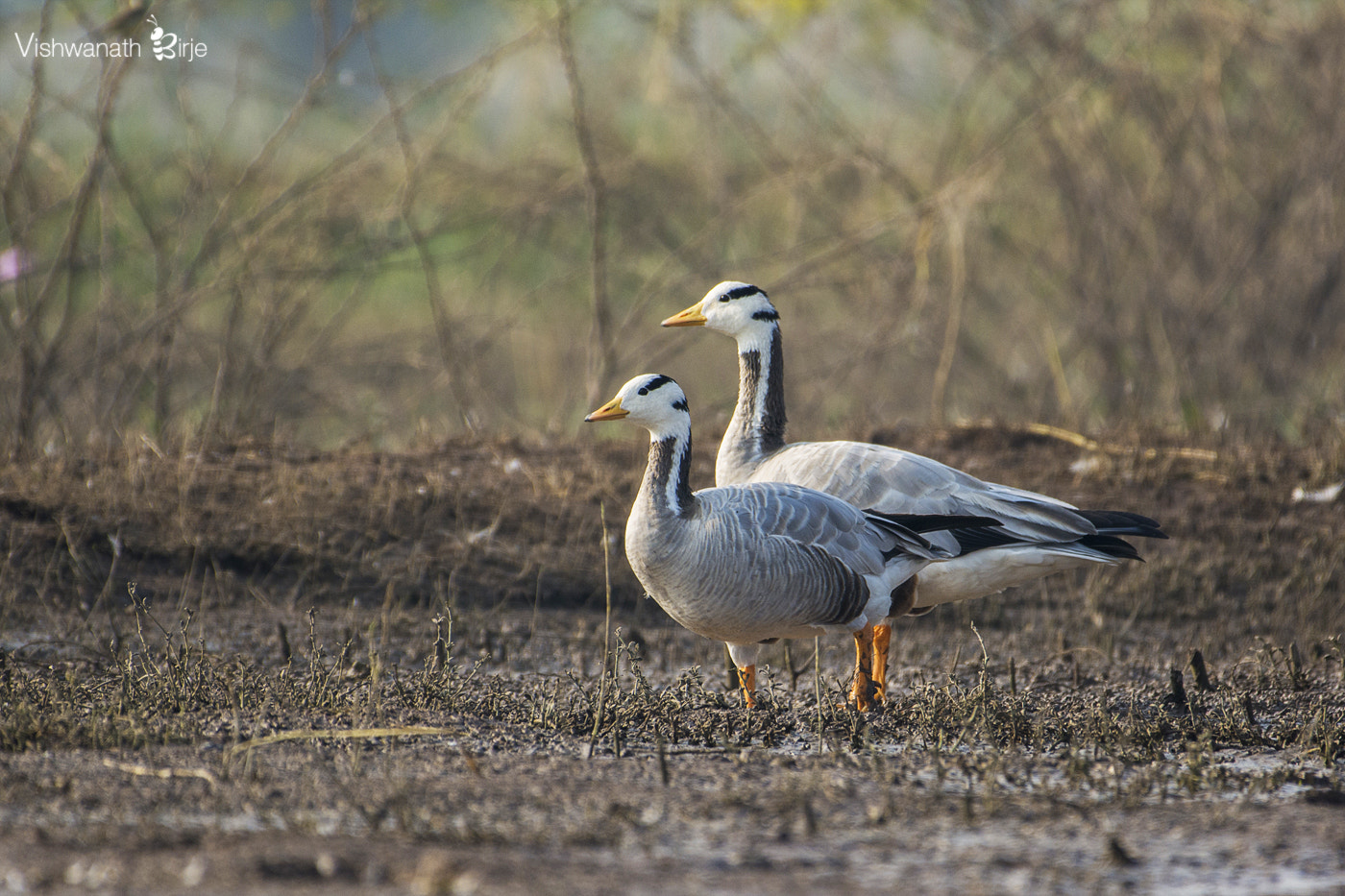 Nikon AF-S Nikkor 200-500mm F5.6E ED VR sample photo. Bar-headed goose photography