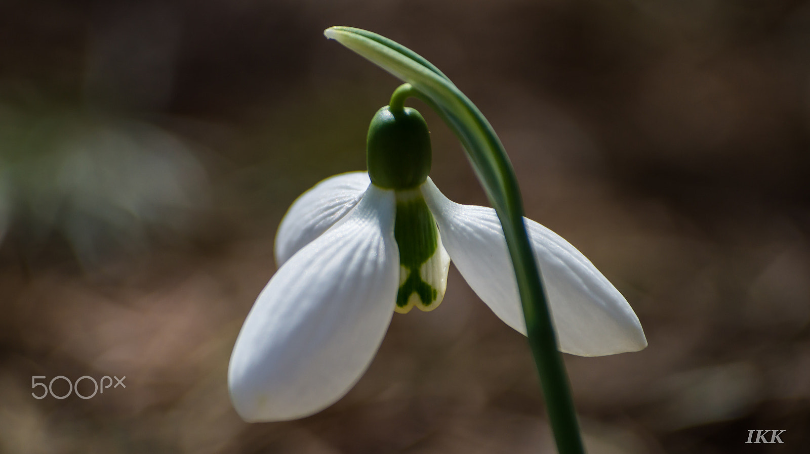 Sony 75-300mm F4.5-5.6 sample photo. Dsc photography