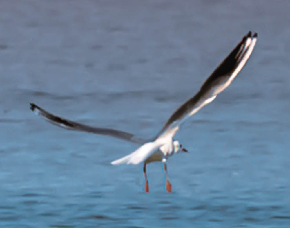 Nikon Nikkor AF-S 300mm F4E PF ED VR sample photo
