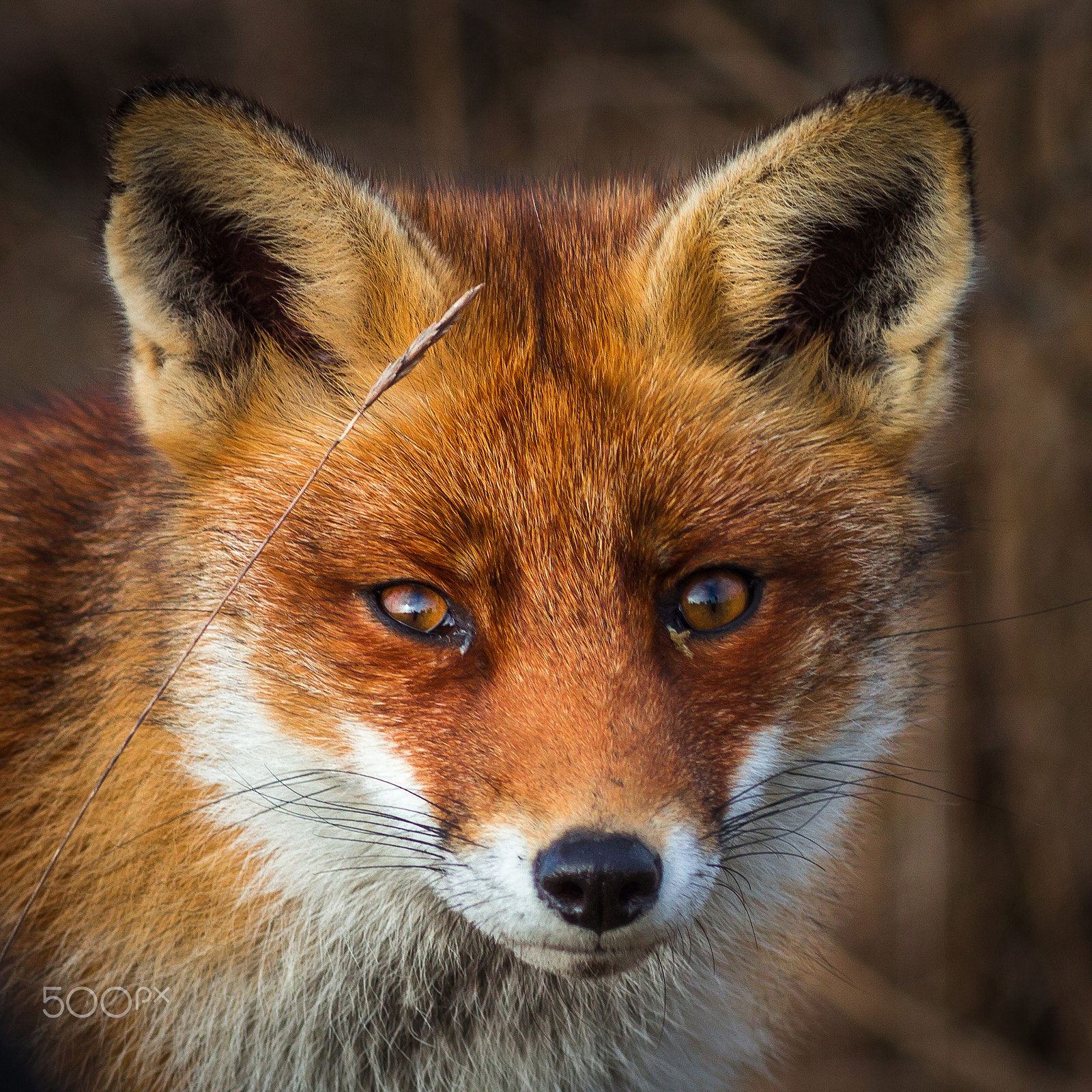 Canon EF 300mm F4L IS USM sample photo. Portrait fox in the woods photography