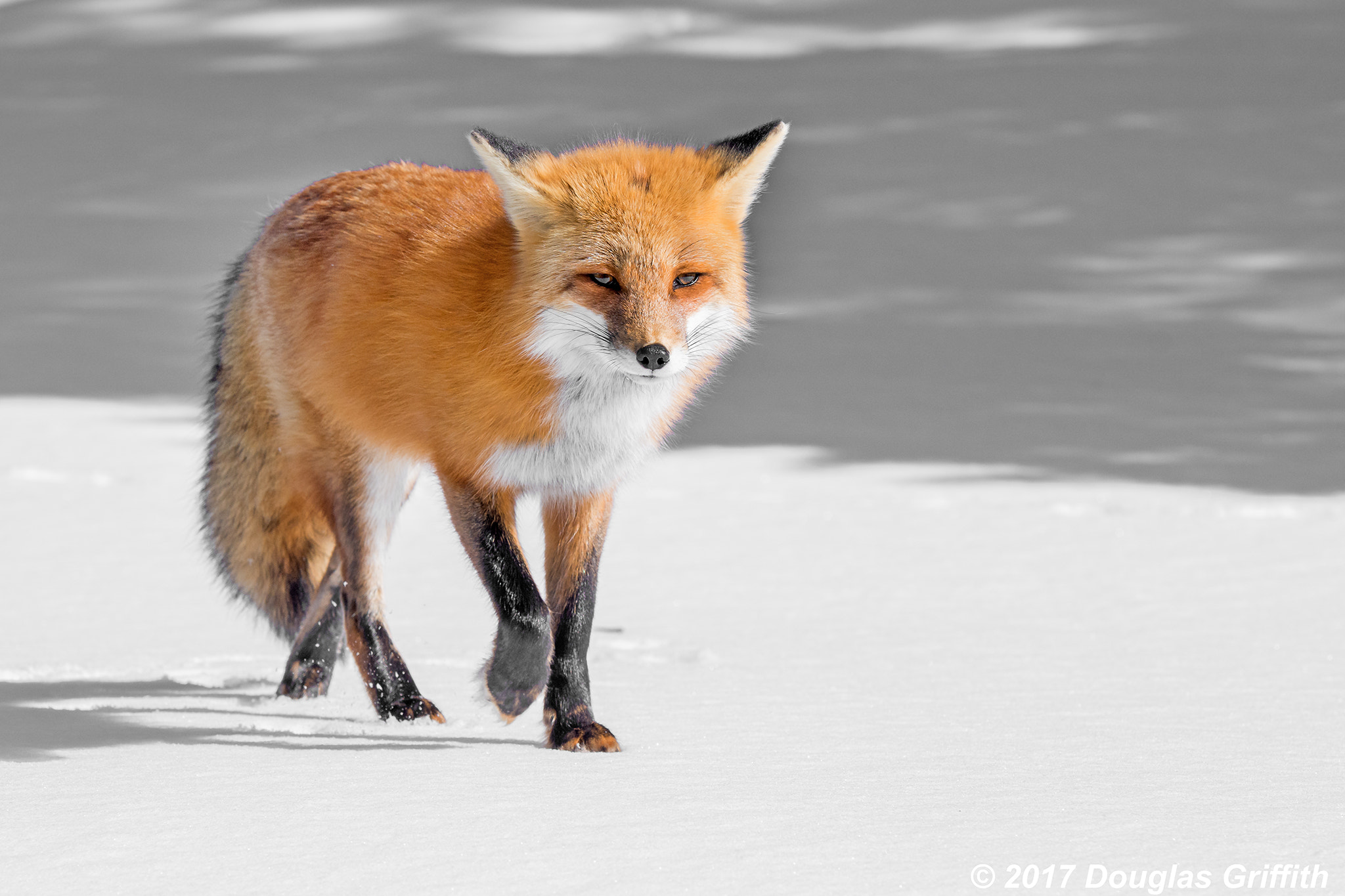 Nikon AF-S Nikkor 70-200mm F2.8G ED VR II sample photo. Trotting across the snow: female red fox (vulpes vulpes) photography